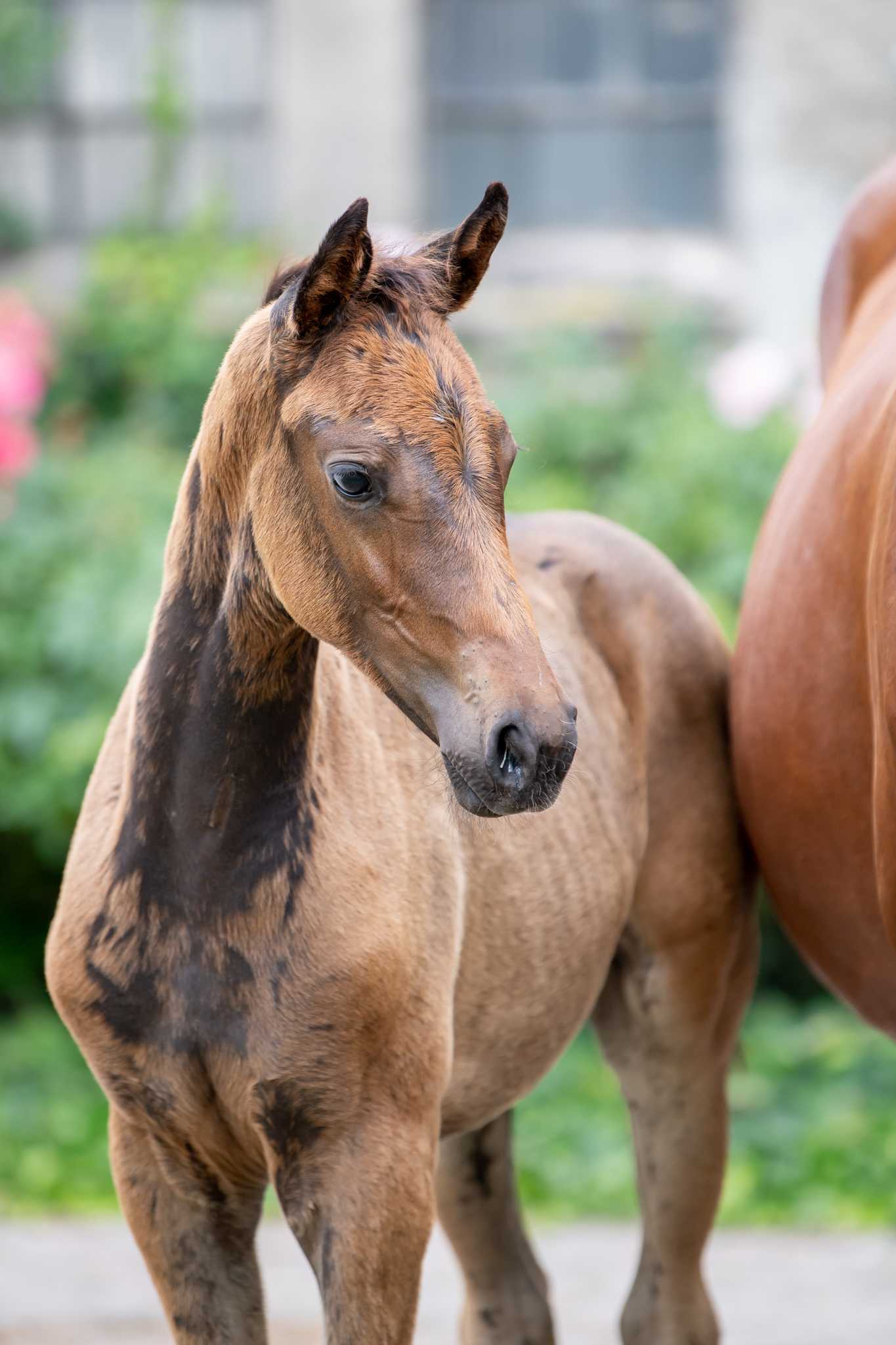 Dopamina IPO (ZAFONIUM x MADISON) — SP · Mare · 4y