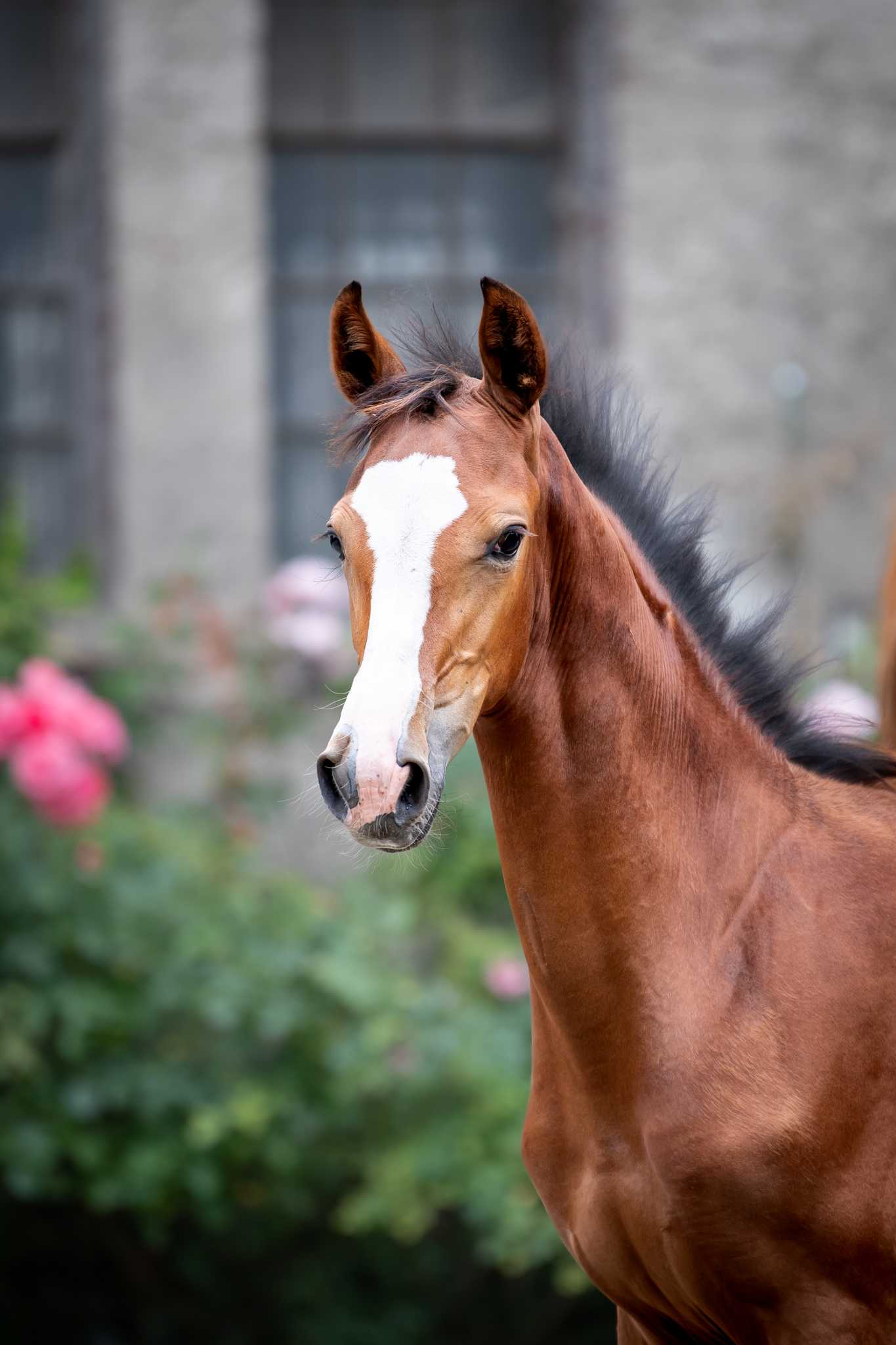 Donna Bella (BLITZ AL Z x CAJERO I) — SP · Mare · 4y