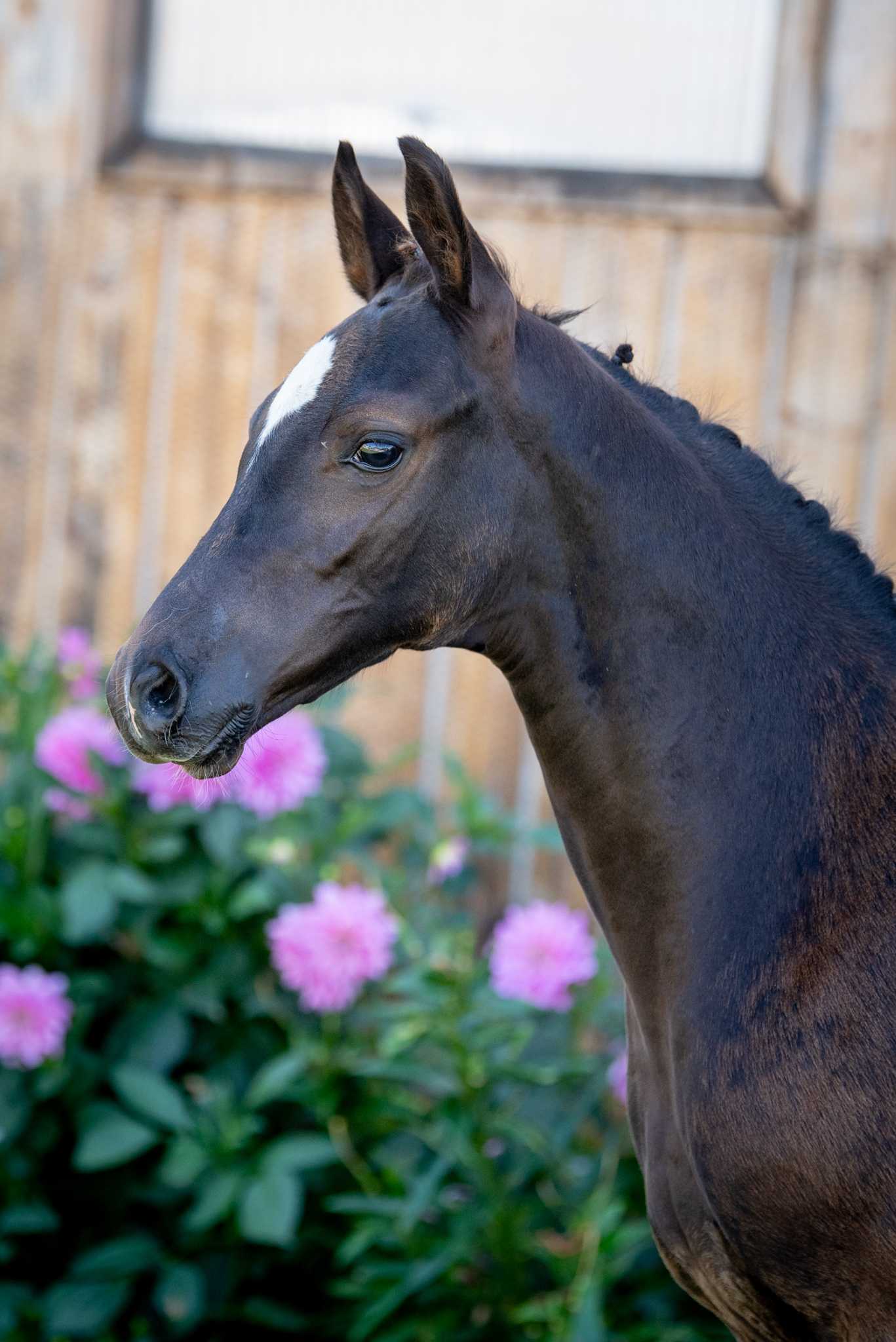 Angello Linden (AREZZO VDL x COME BACK II) — Oldenburg · Stallion · 4y