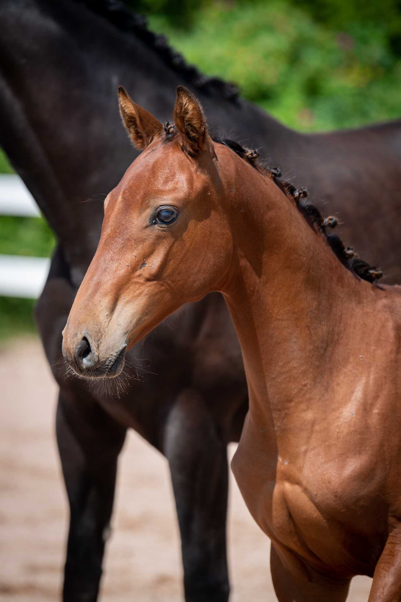 Cordes NW (ET) (ERCO VAN T ROOSAKKER x CORIANO) — SP · Stallion · 4y