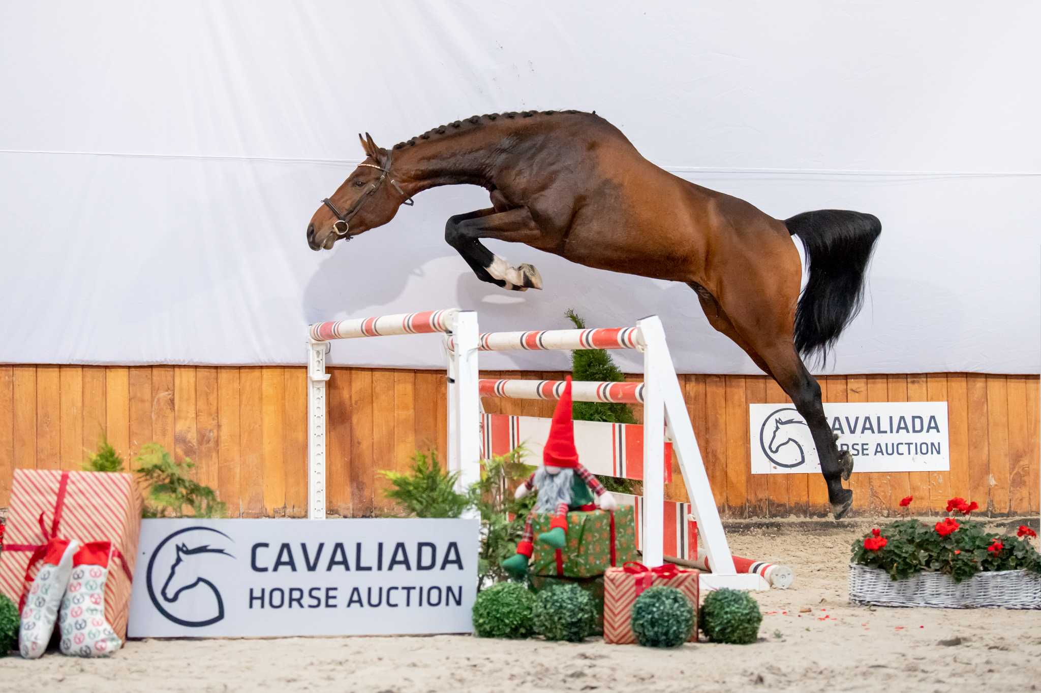 UMBAI HG (MUMBAI X MURANO) — SP · Stallion · 6y