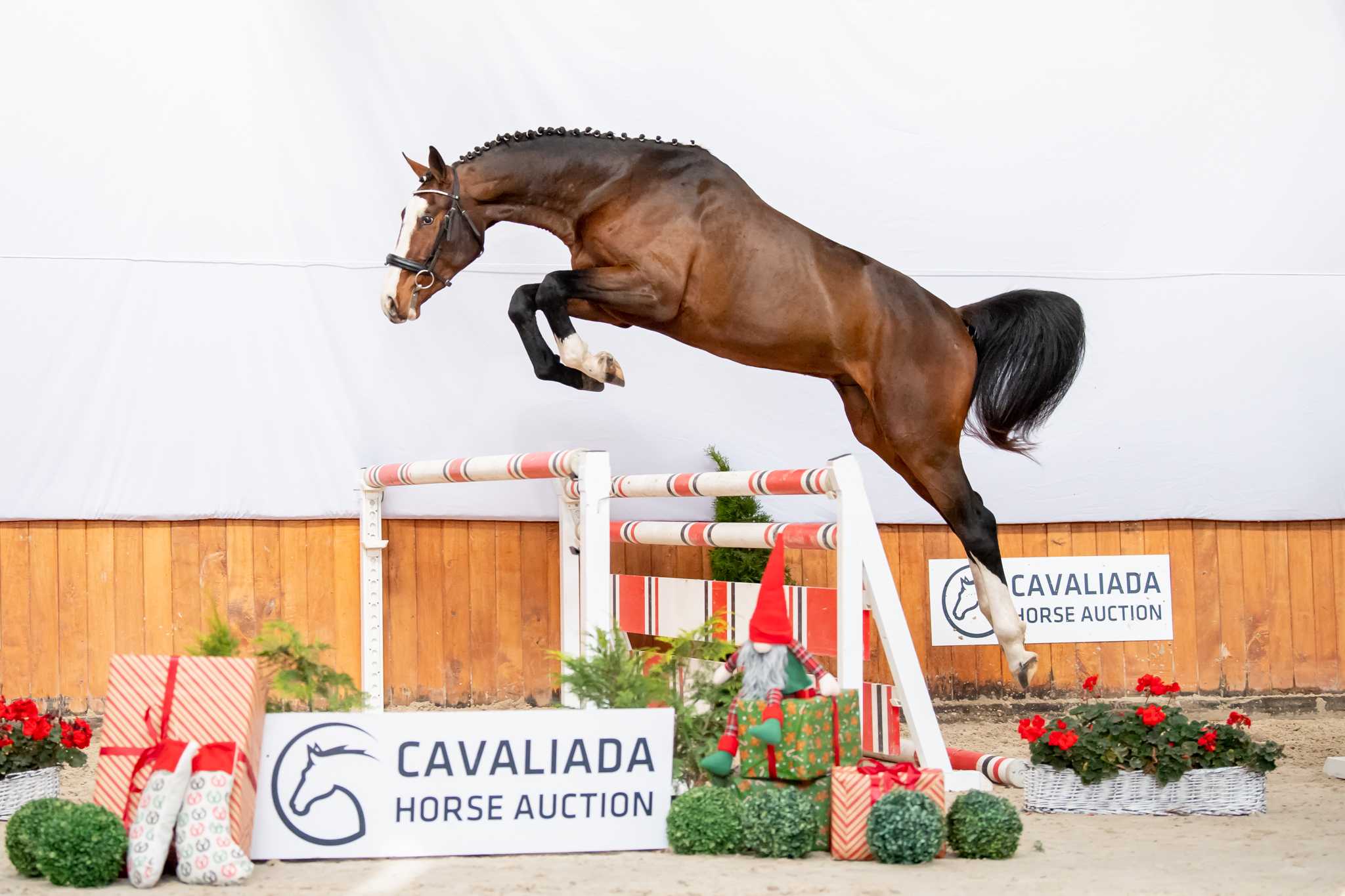 BY BALOU MZ Z (BALOU DU ROUET X VA-VITE) — Zangersheide · Stallion · 6y