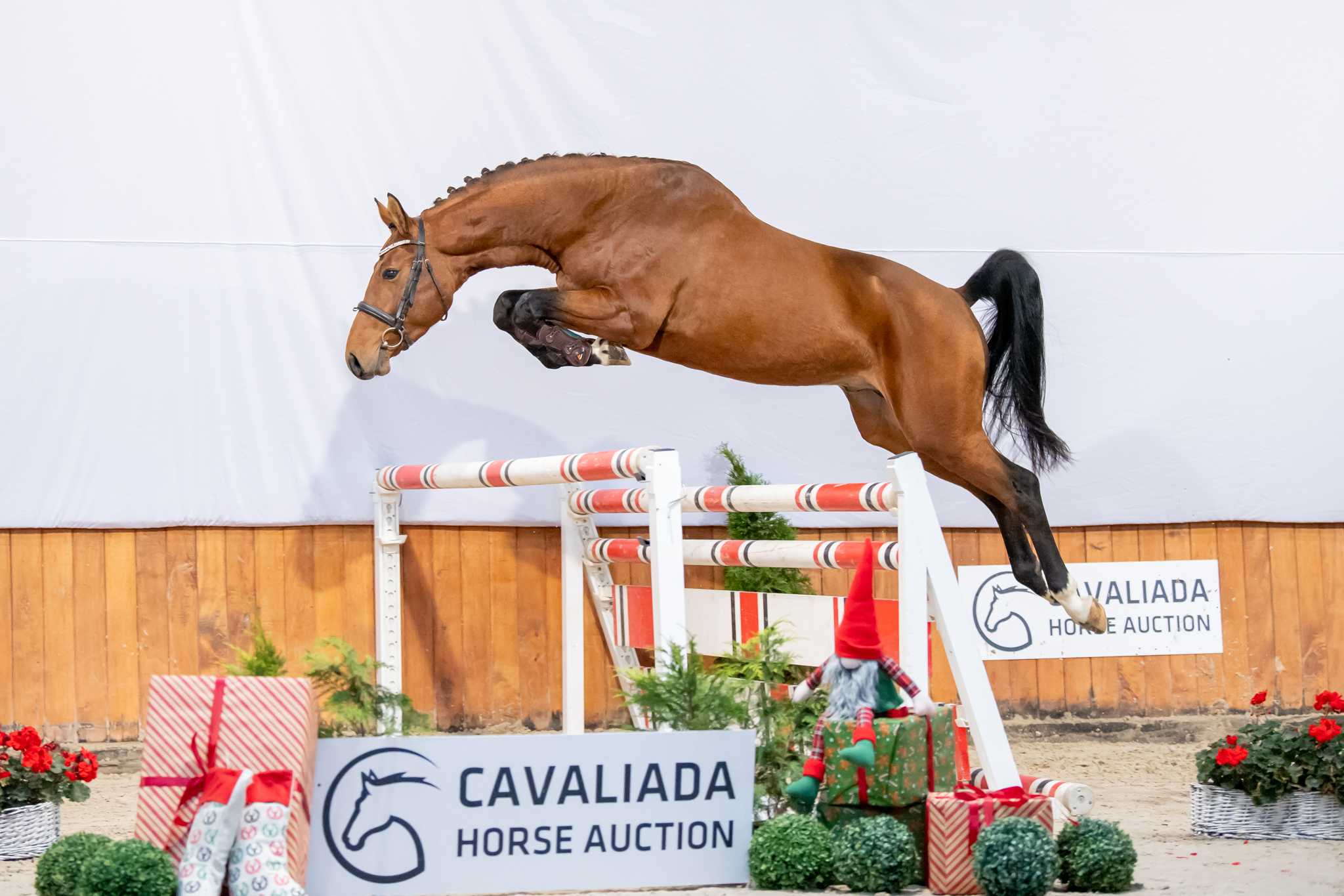 ARCHIE QUID (QUIDAM DE REVEL II Z x GRAND DE LA COUR) — SP · Stallion · 7y