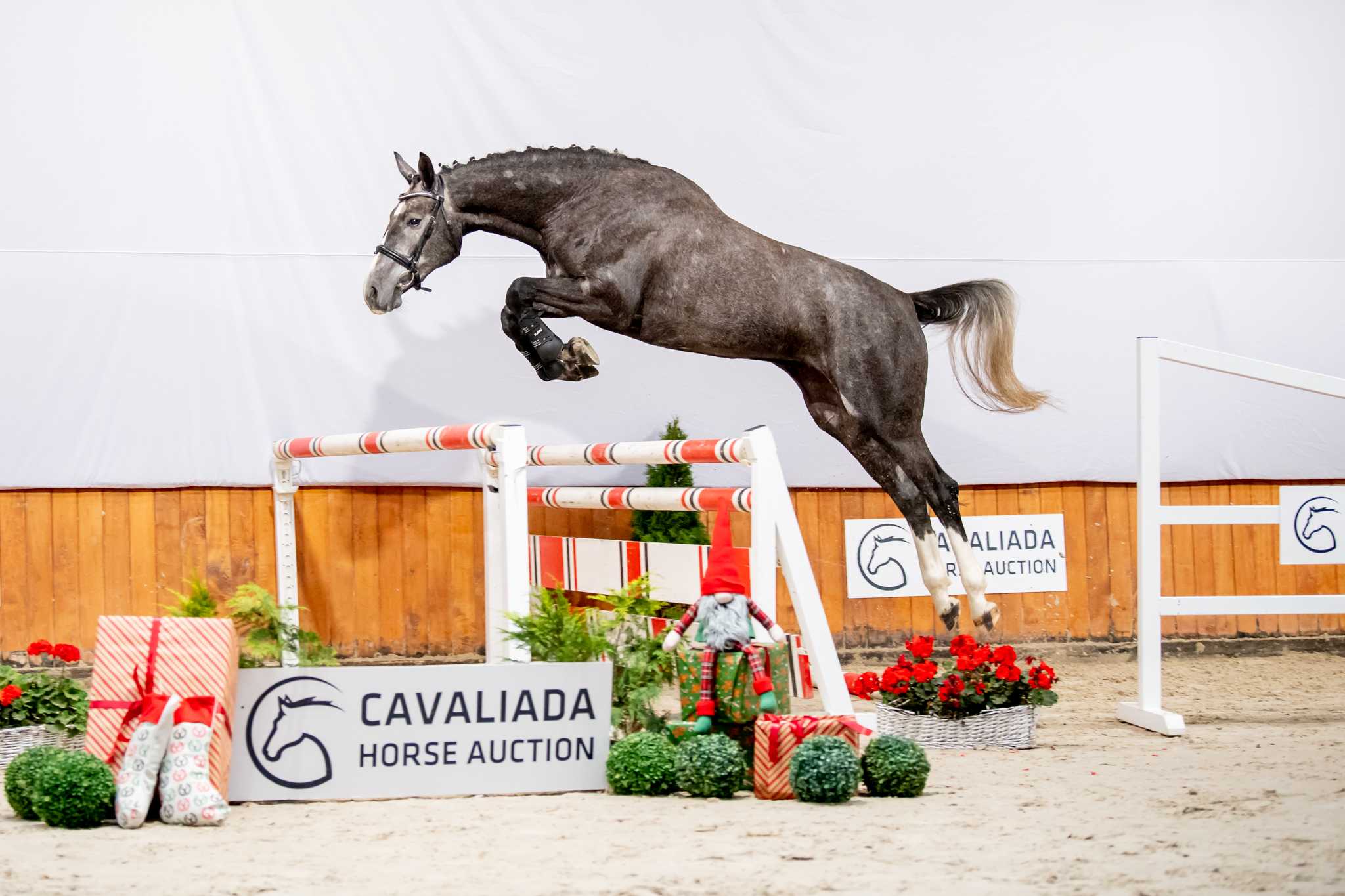 WIKI (CALVINO Z x LOTOS) — SP · Mare · 6y