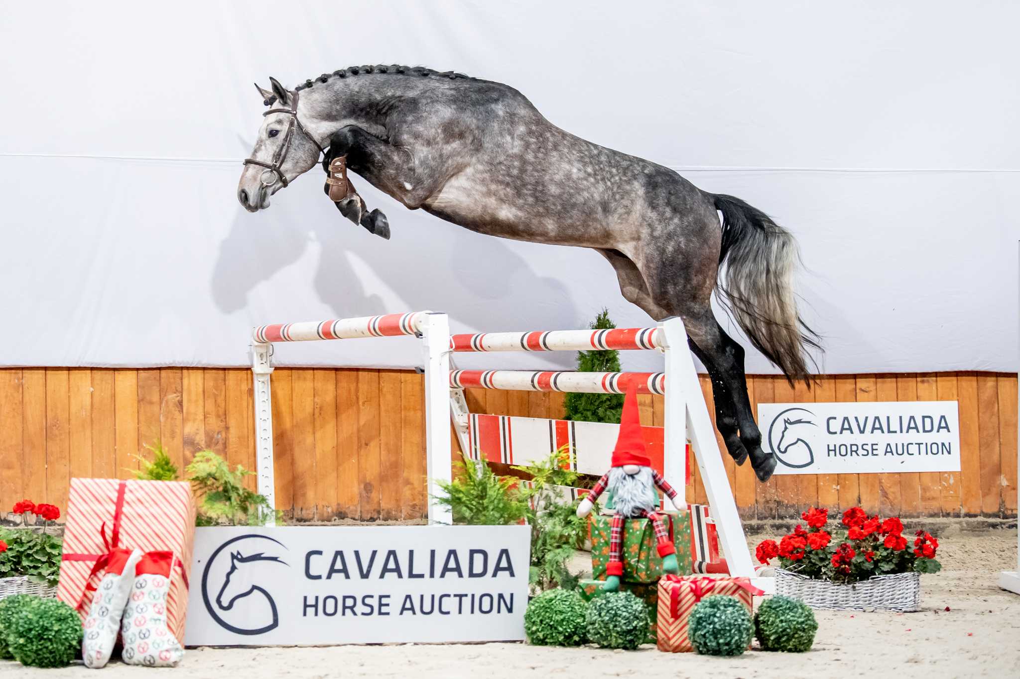 ALCONTINUS (DIACONTINUS x KONKRET) — SP · Stallion · 7y