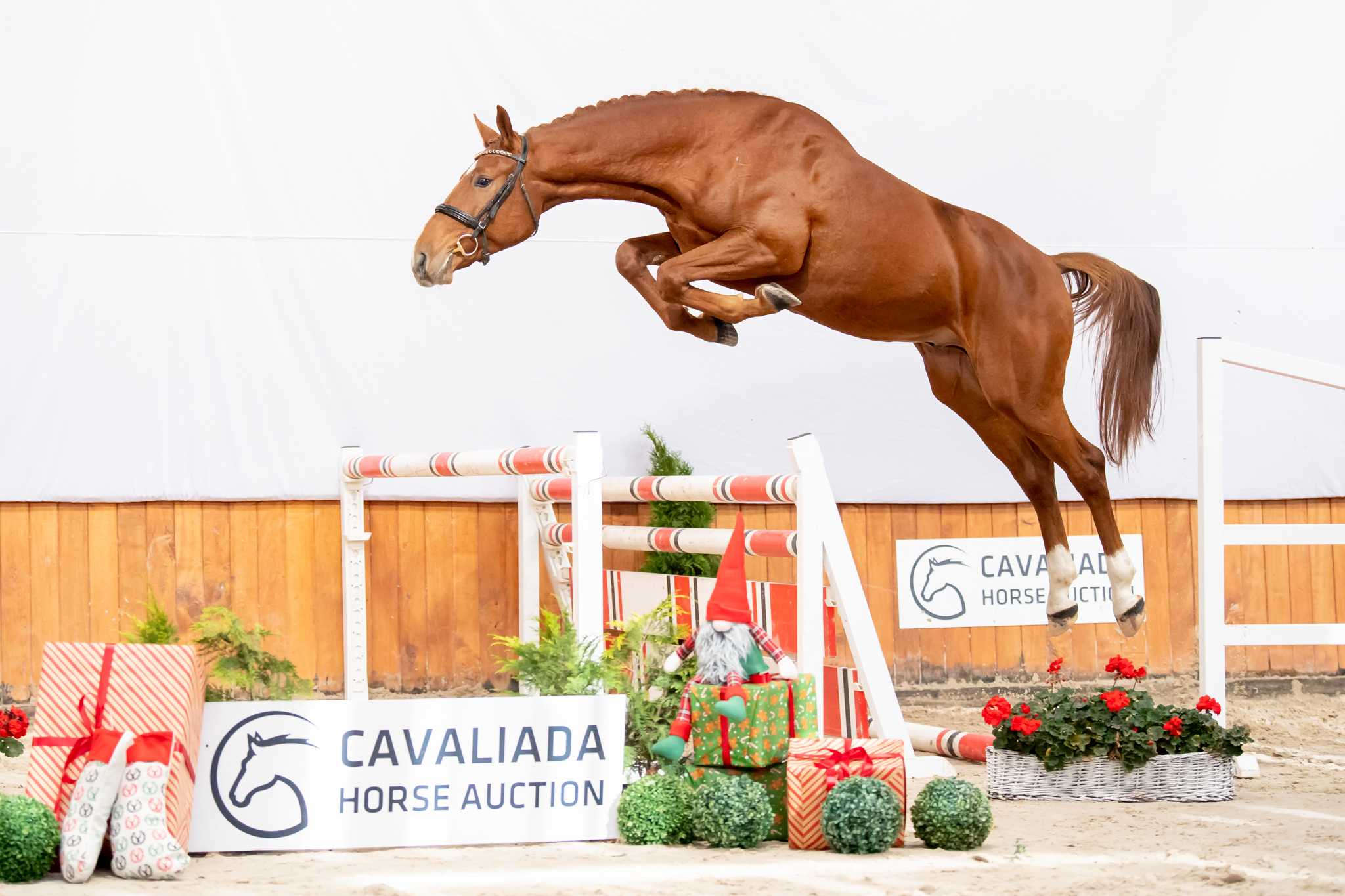 BENTLEY HG (ZINEDINE x CASTLE ROCK) — WLKP · Stallion · 6y