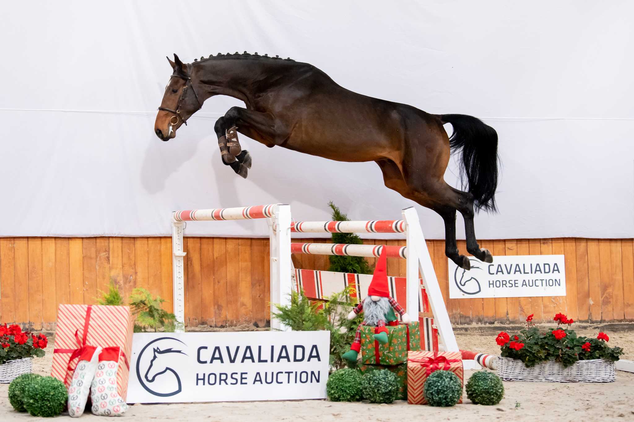 QUICKER R (VERDI TN x LIMBUS) — Holsteiner · Stallion · 7y