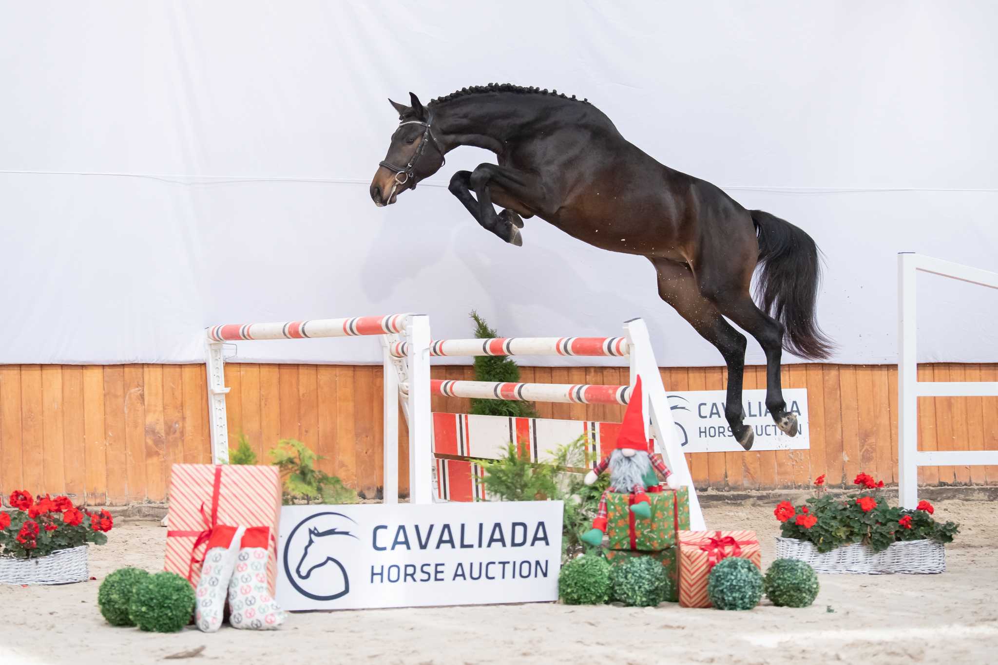 C'DIOR (CORNET OBOLENSKY x DIARADO) — Holsteiner · Stallion · 6y