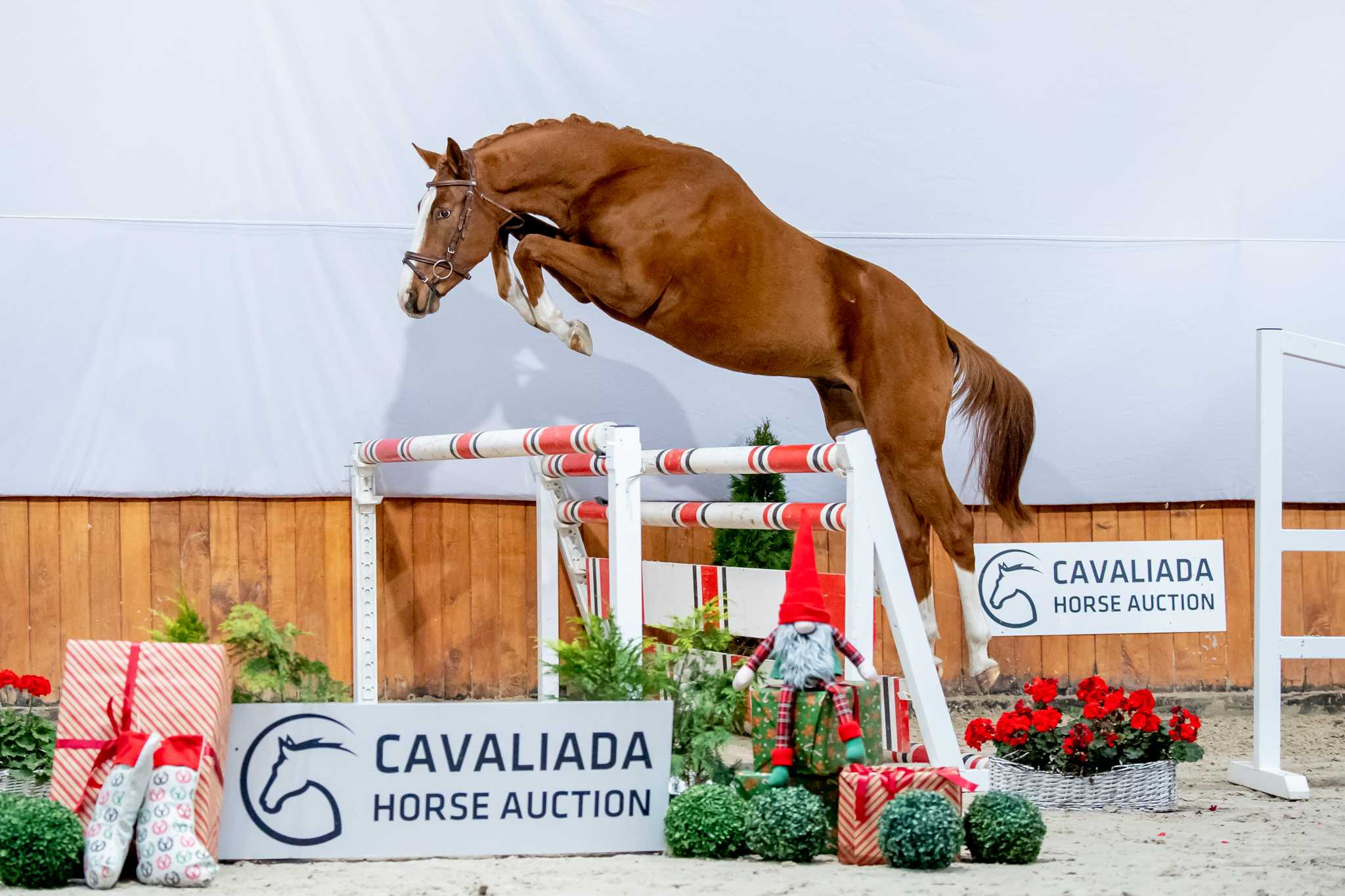 OLYMPIC FLY (CHACFLY PS x QUMBALL) — SP · Stallion · 6y