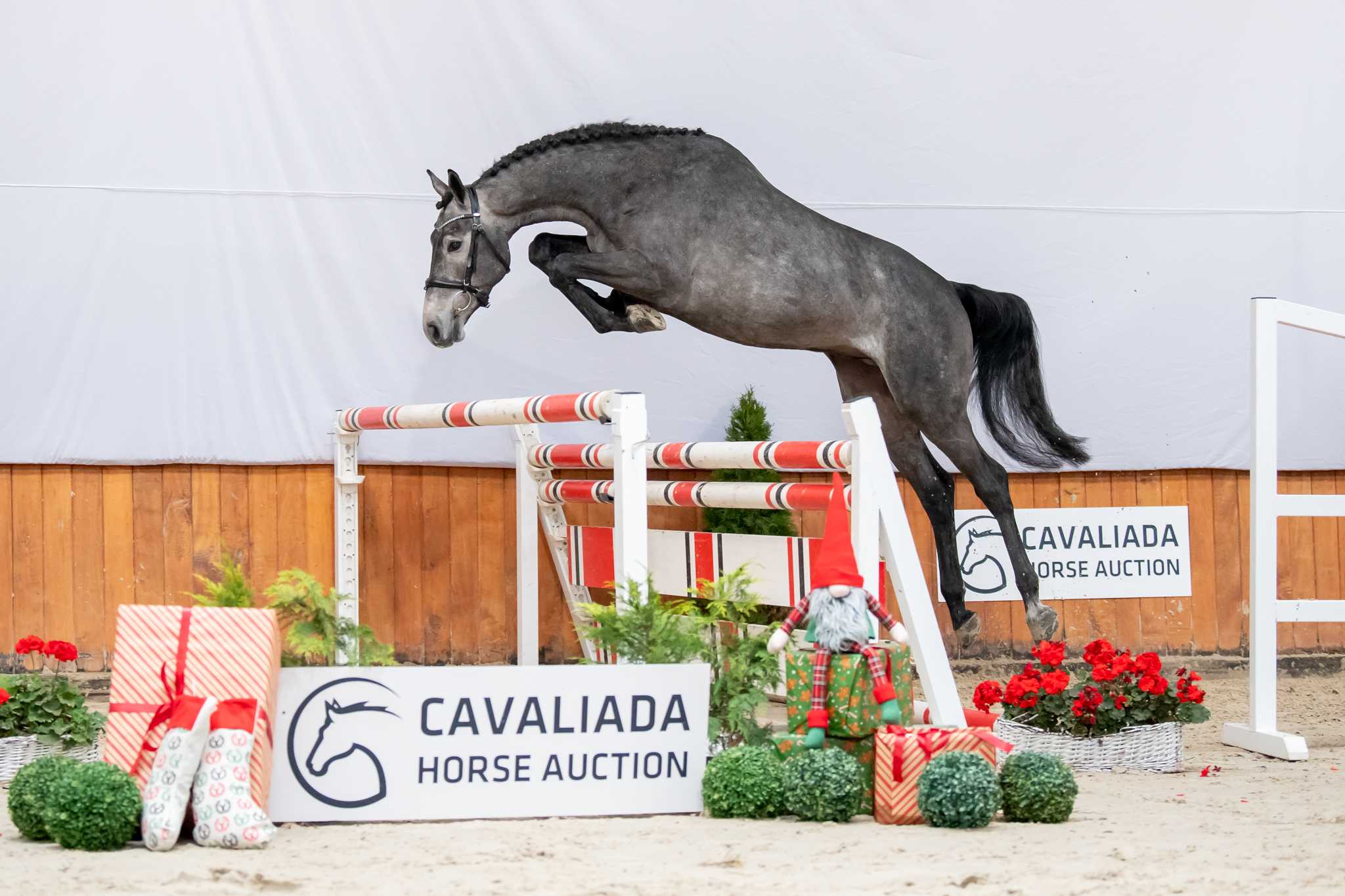TJUNGSKE JUNIOR IPO (TJUNGSKE x LANCER II) — SP · Stallion · 7y
