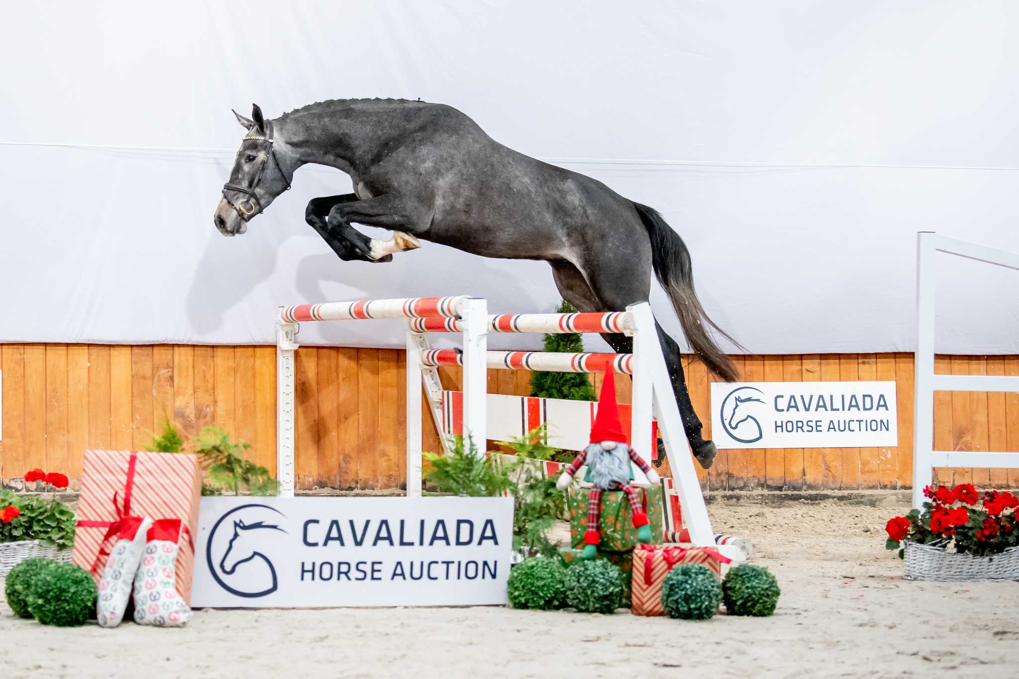 DON CARTHAGO MELLONI Z (DON VHP Z N.O.P. x MYLORD CARTHAGO) — Zangersheide · Gelding · 7y