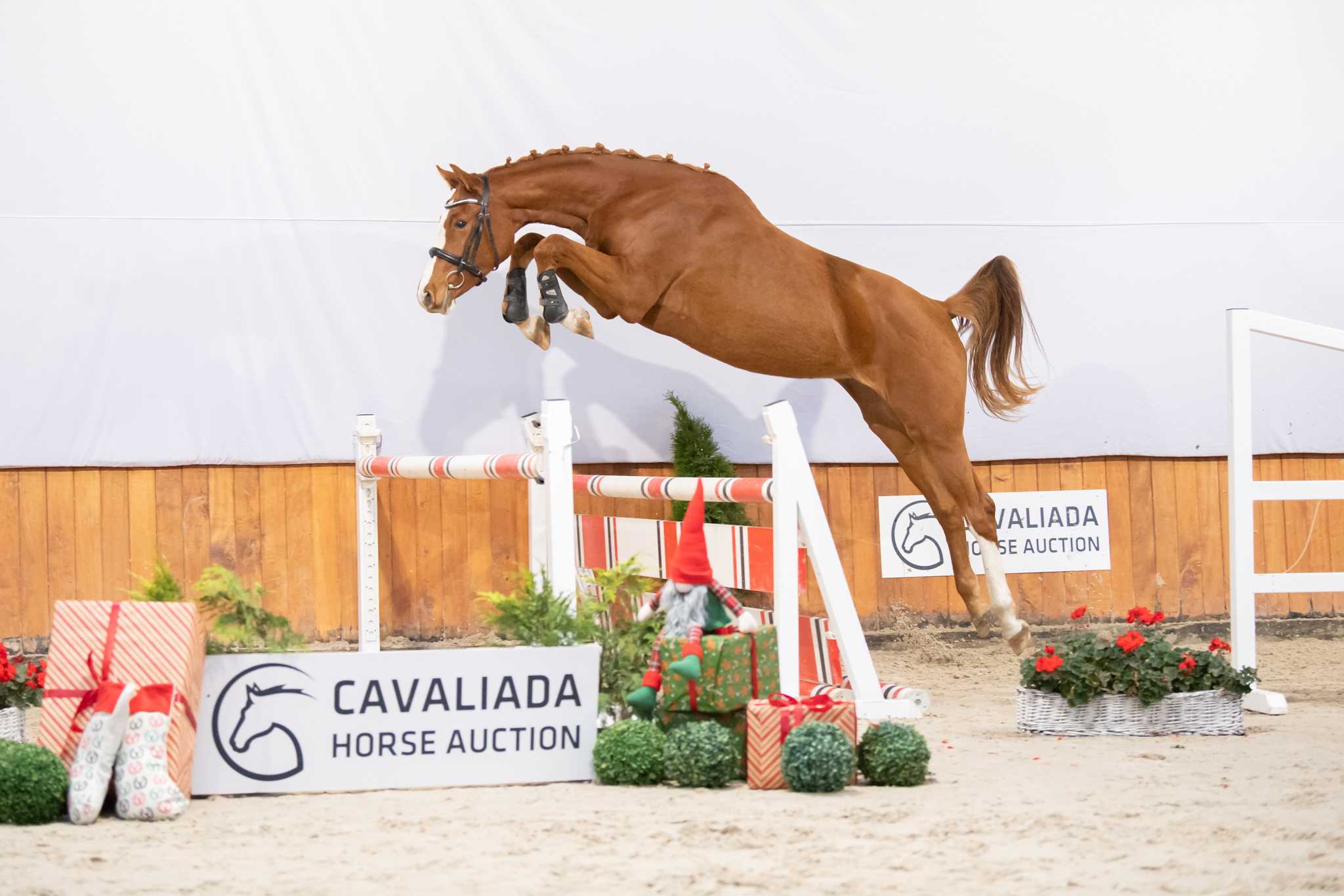 UNTOUCHABLE HEART (URIKO x VA-VITE) — Oldenburg · Mare · 6y