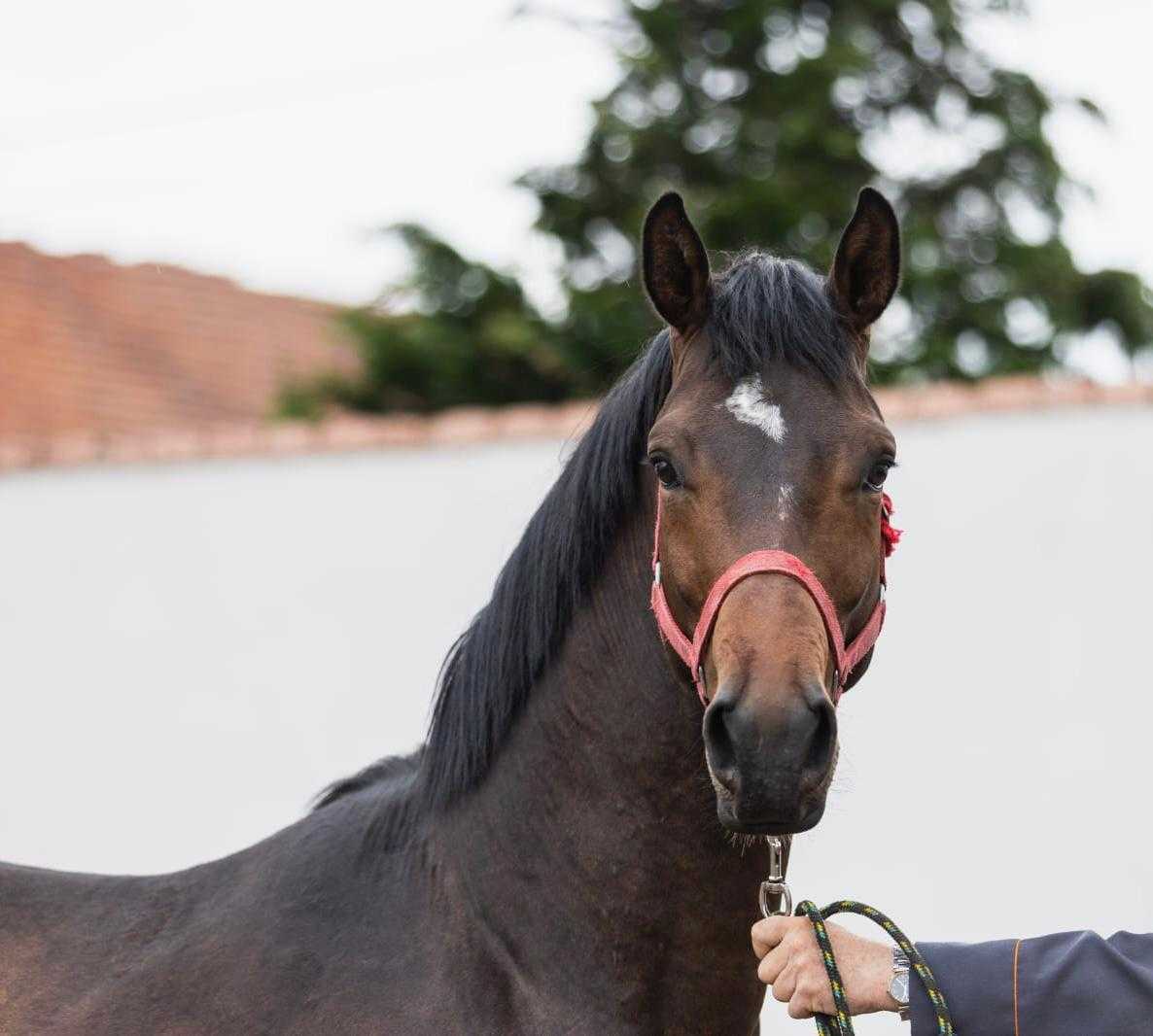 FLIRT (QUIDAM DE REVEL II Z x ROYAL COURT XX) — SP · Stallion