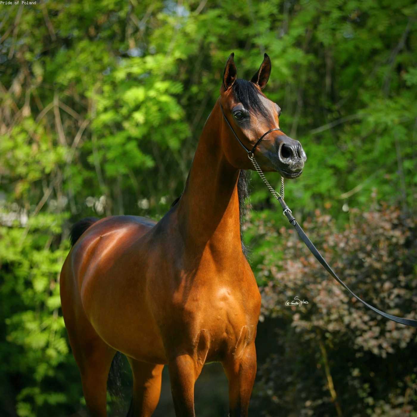 WESPERA — Mare · 6y