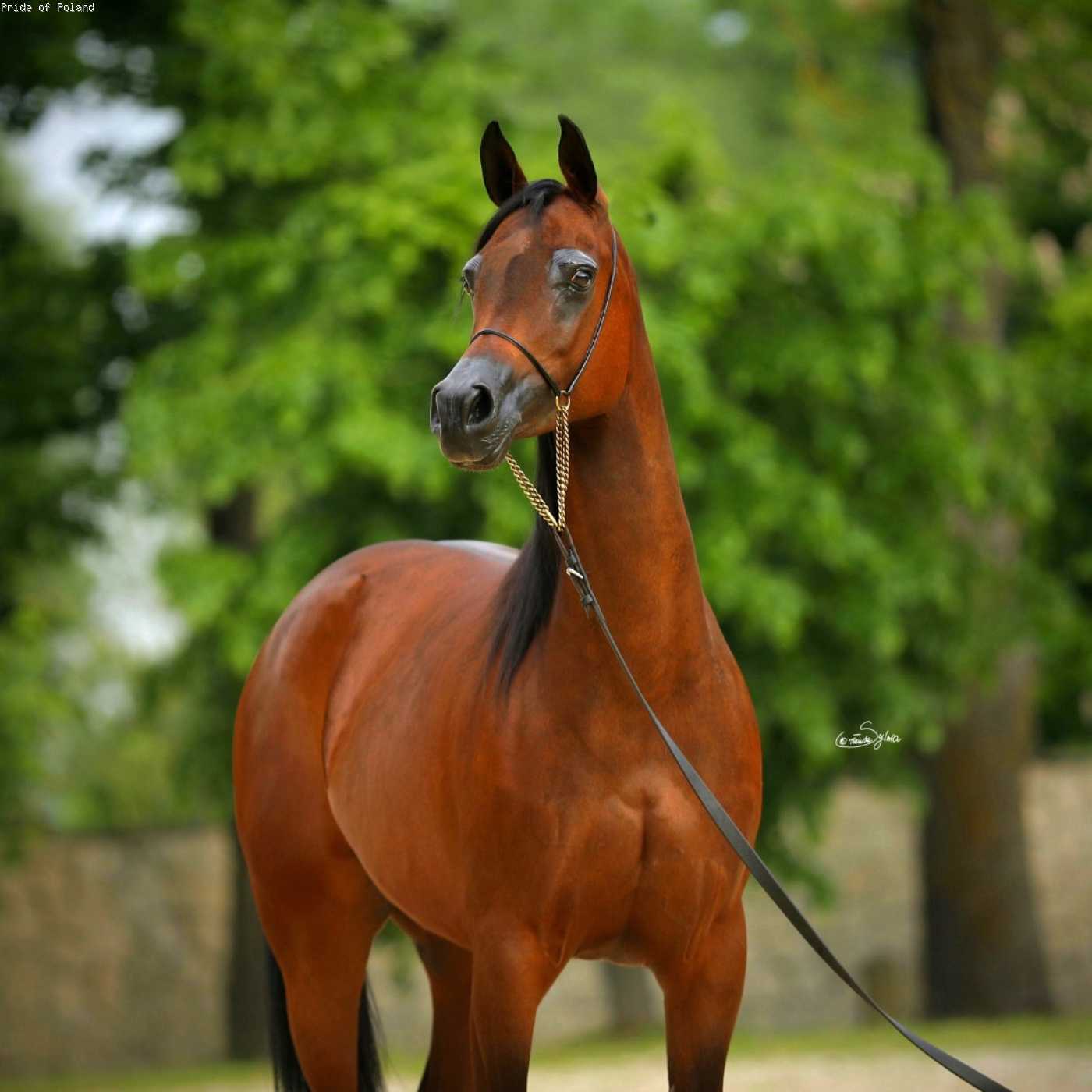 FORGA — Mare · 7y
