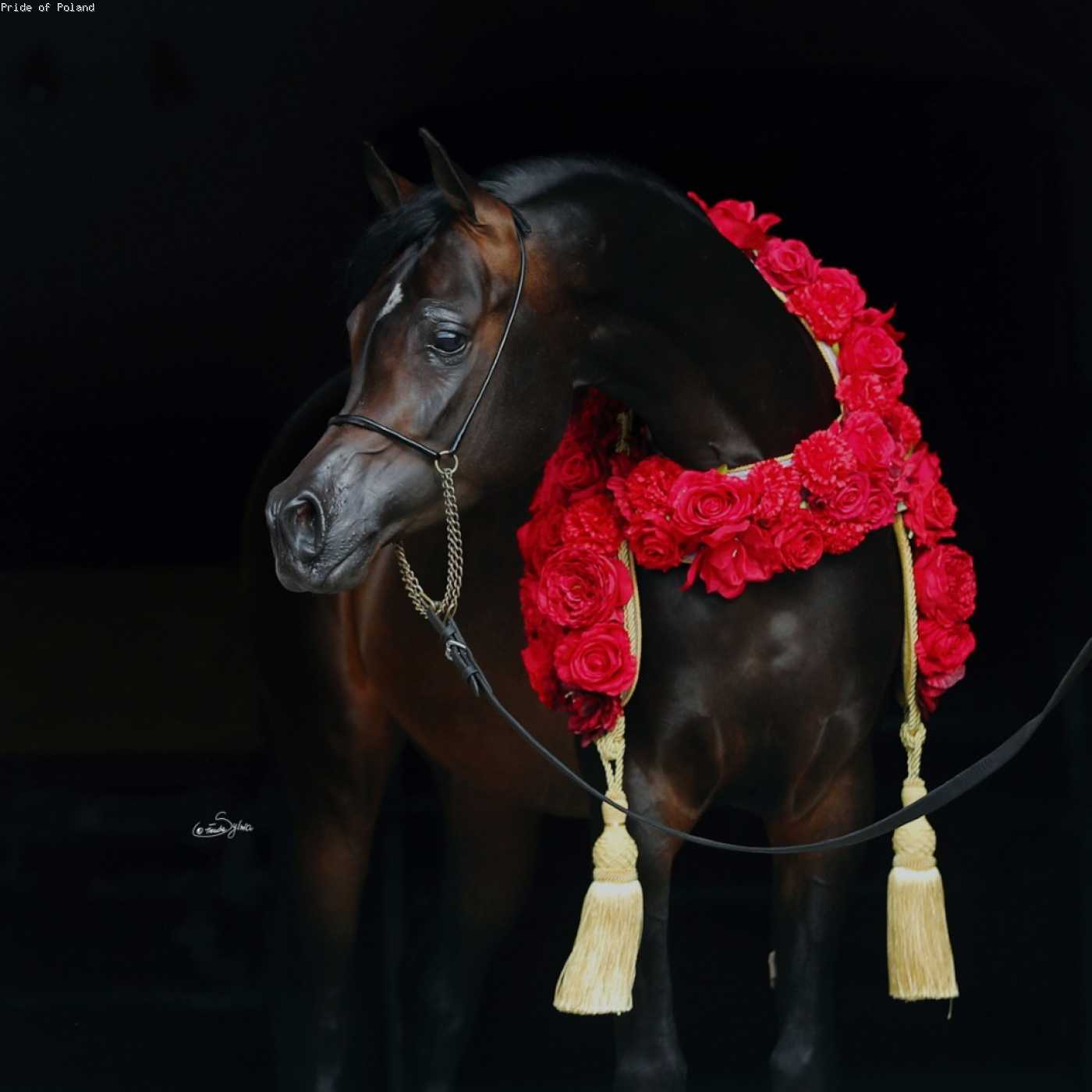 FERRUM — Stallion · 7y
