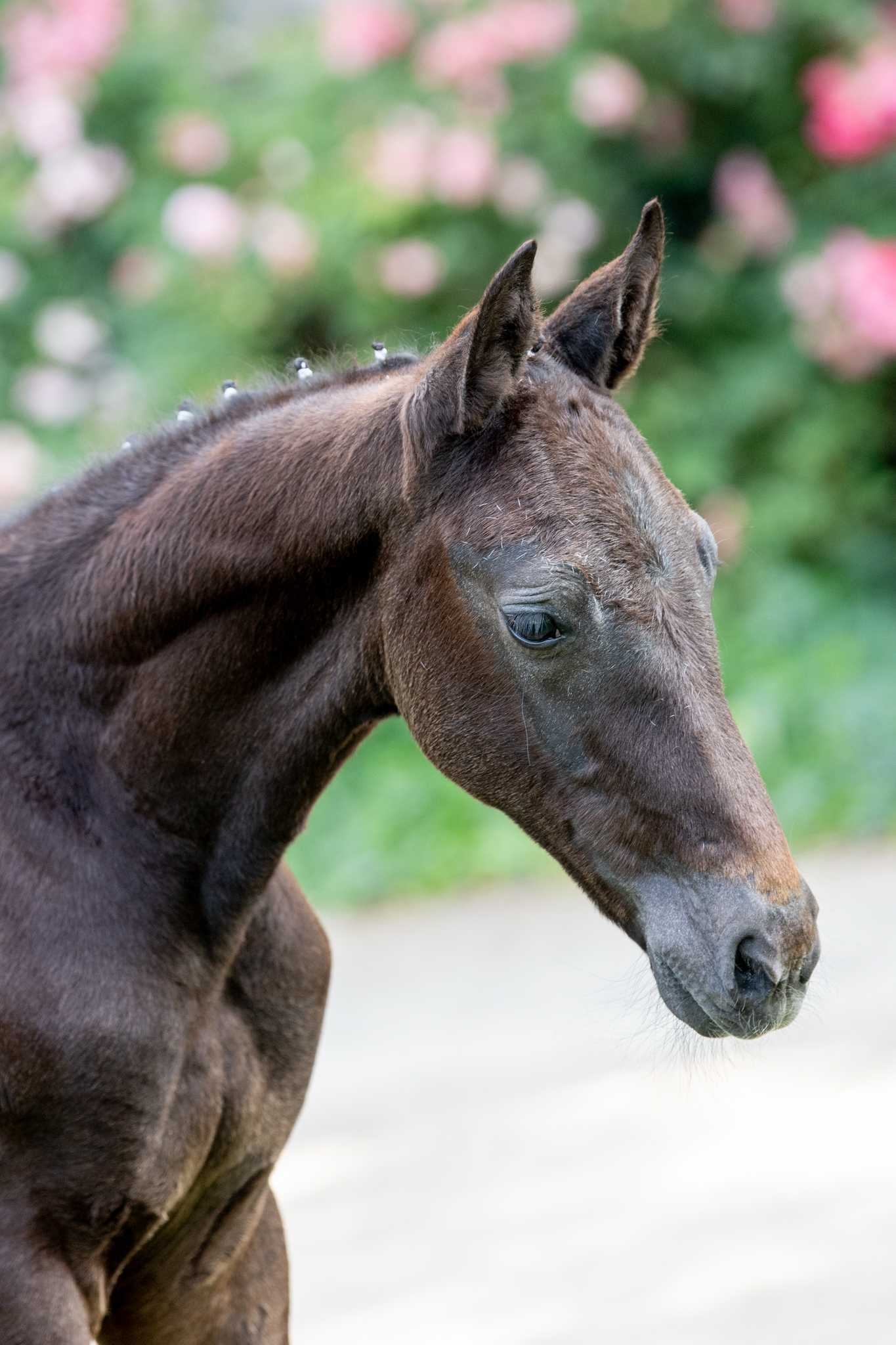 LEGENDARIO M (Duc 123 Z x Ekano DKS) — SP · Stallion · 3y
