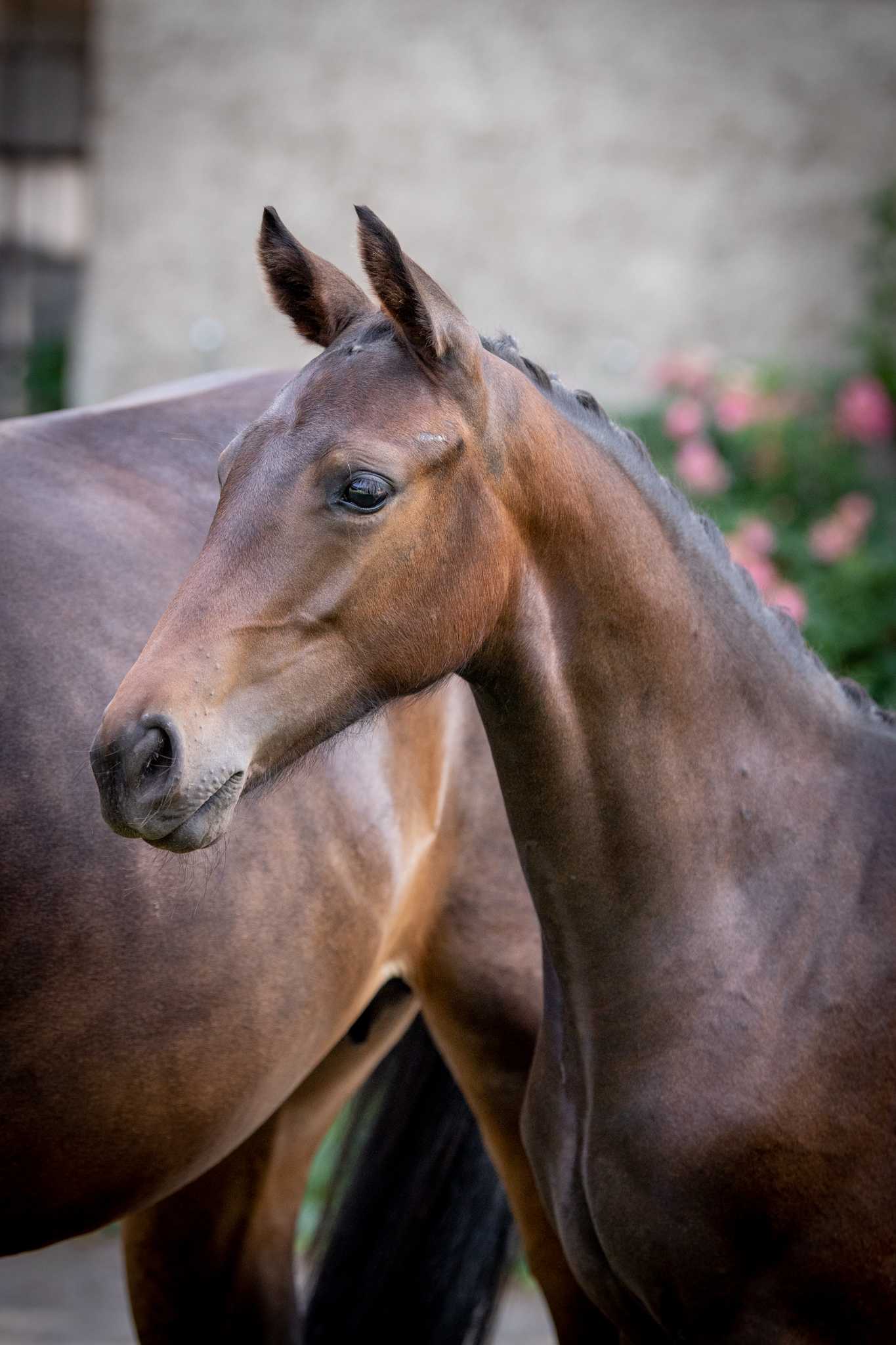 KISS BY WIND PJ (Comilfo Plus Z x Cornetino) — SP · Mare · 3y