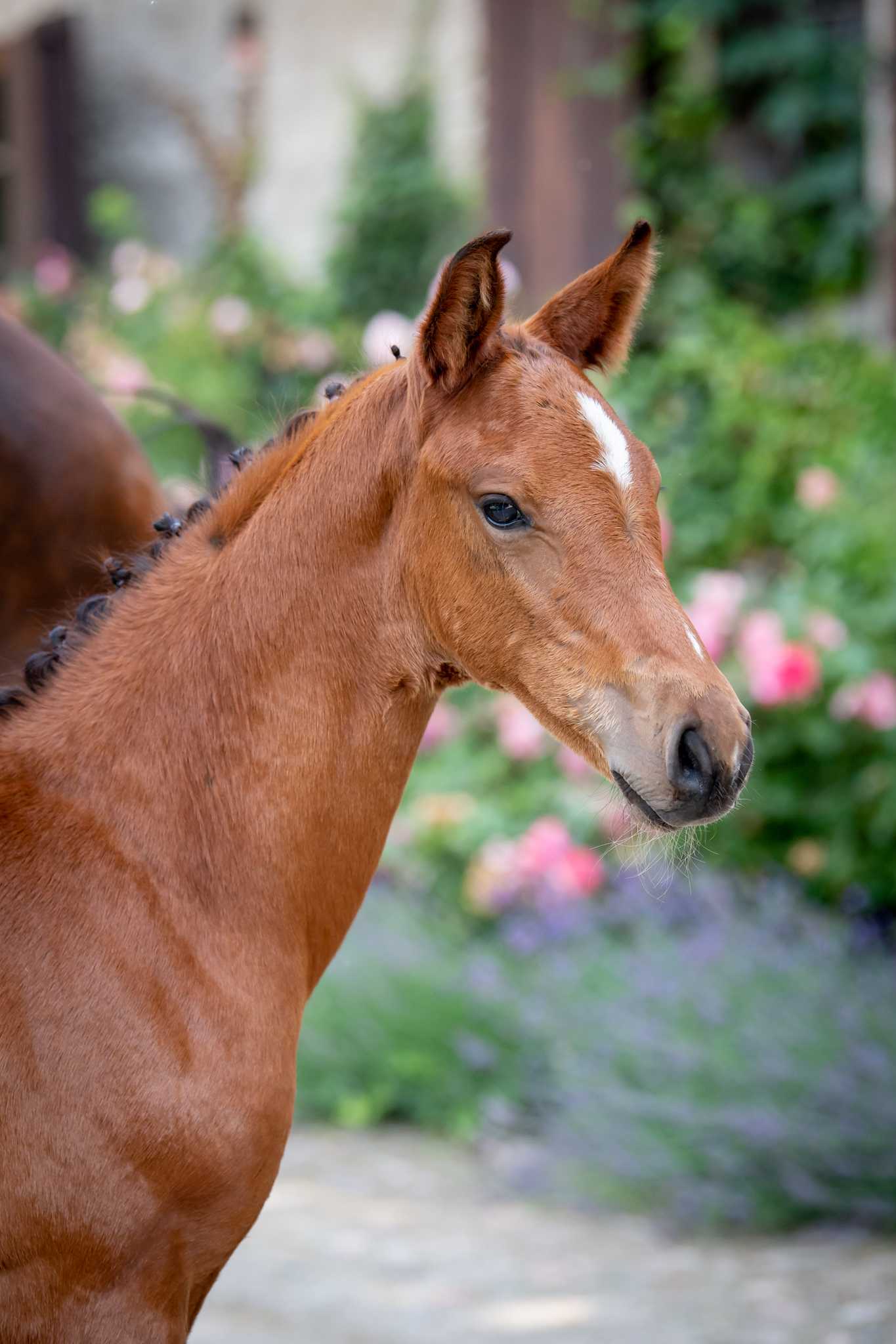 ARES (Emerald x Casall) — Holsteiner · Stallion · 3y