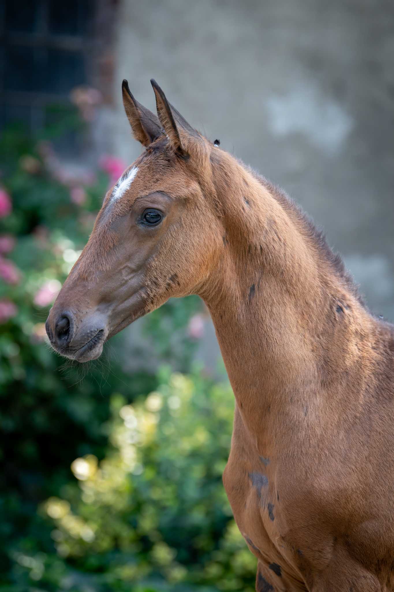 CONTASSINI MRL (Conthalou x Cassini II) — SP · Stallion · 3y