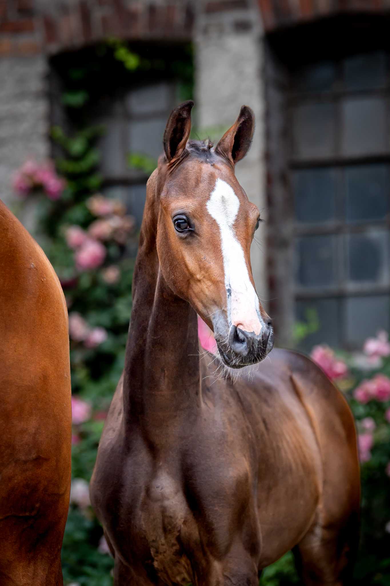 CONCAS DIAMOND ML (ET) (Conthargos x Casall) — Holsteiner · Stallion · 3y