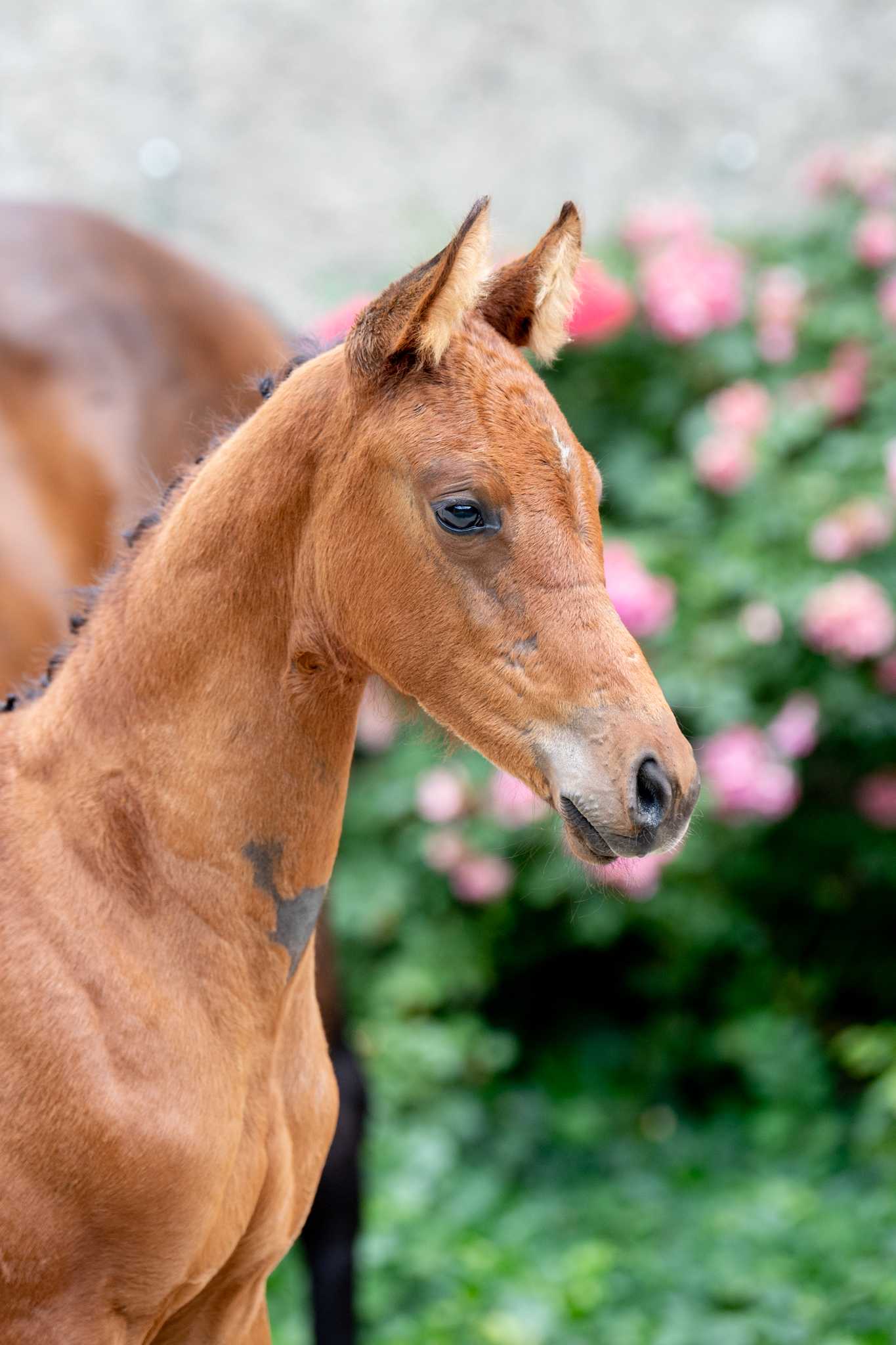 RAMONA (Verdi x Casall) — Holsteiner · Mare · 3y