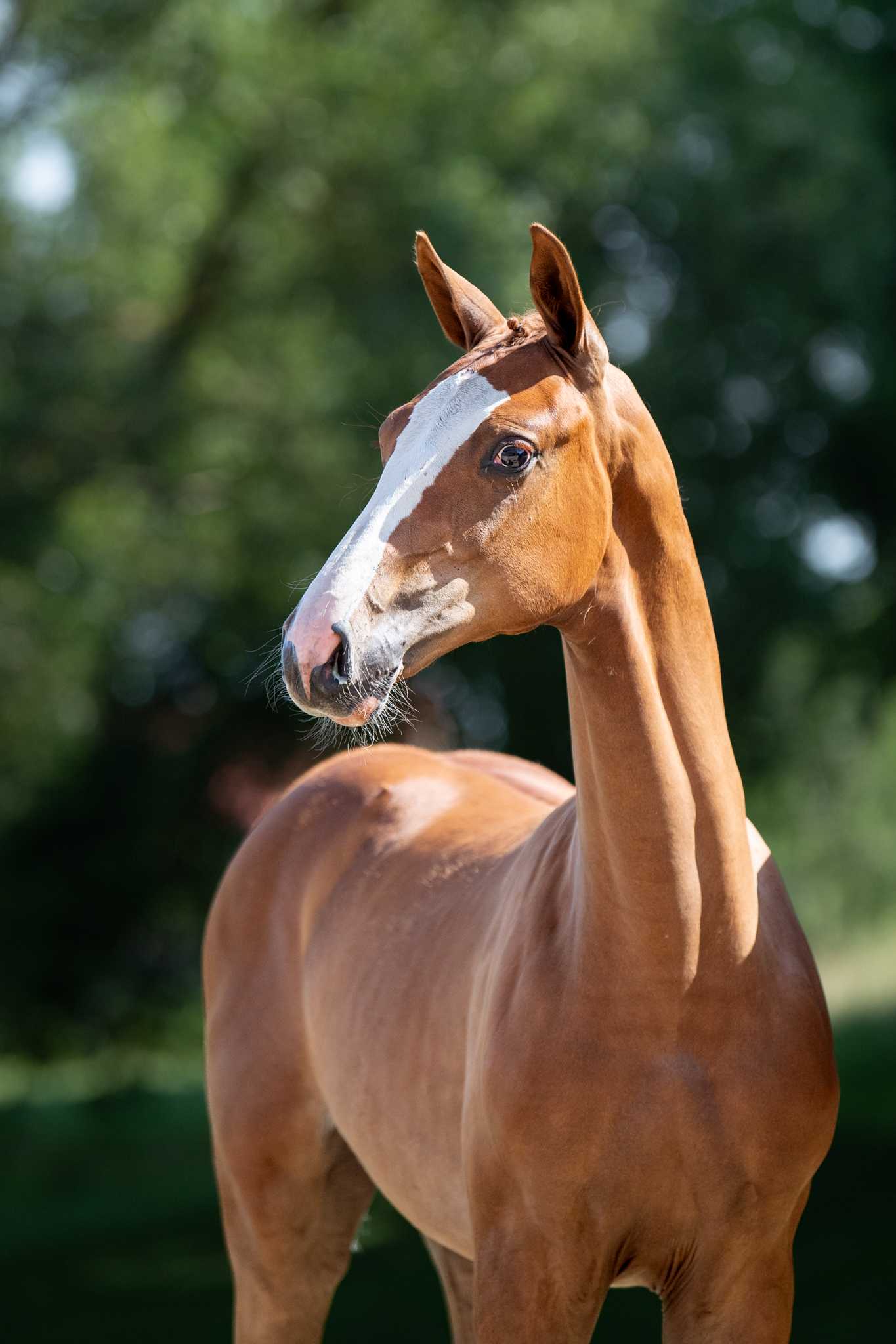 ROSELLE DIAMOND ML (Chacfly x Casall) — Holsteiner · Mare · 3y