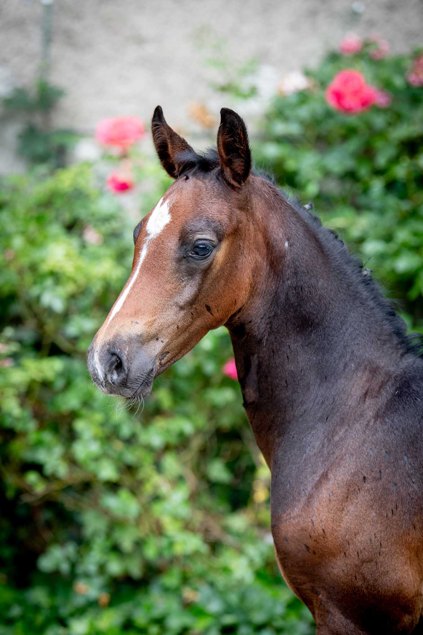 TACHOORI ZR (Chaccothage Blue PS x Larino) — Kwpn · Stallion · 3y
