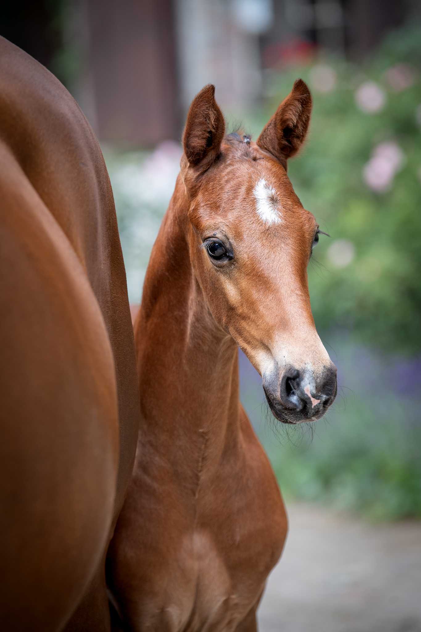 CHACCOFLY DIAMOND ML (Chacfly x Diarado) — Holsteiner · Stallion · 3y