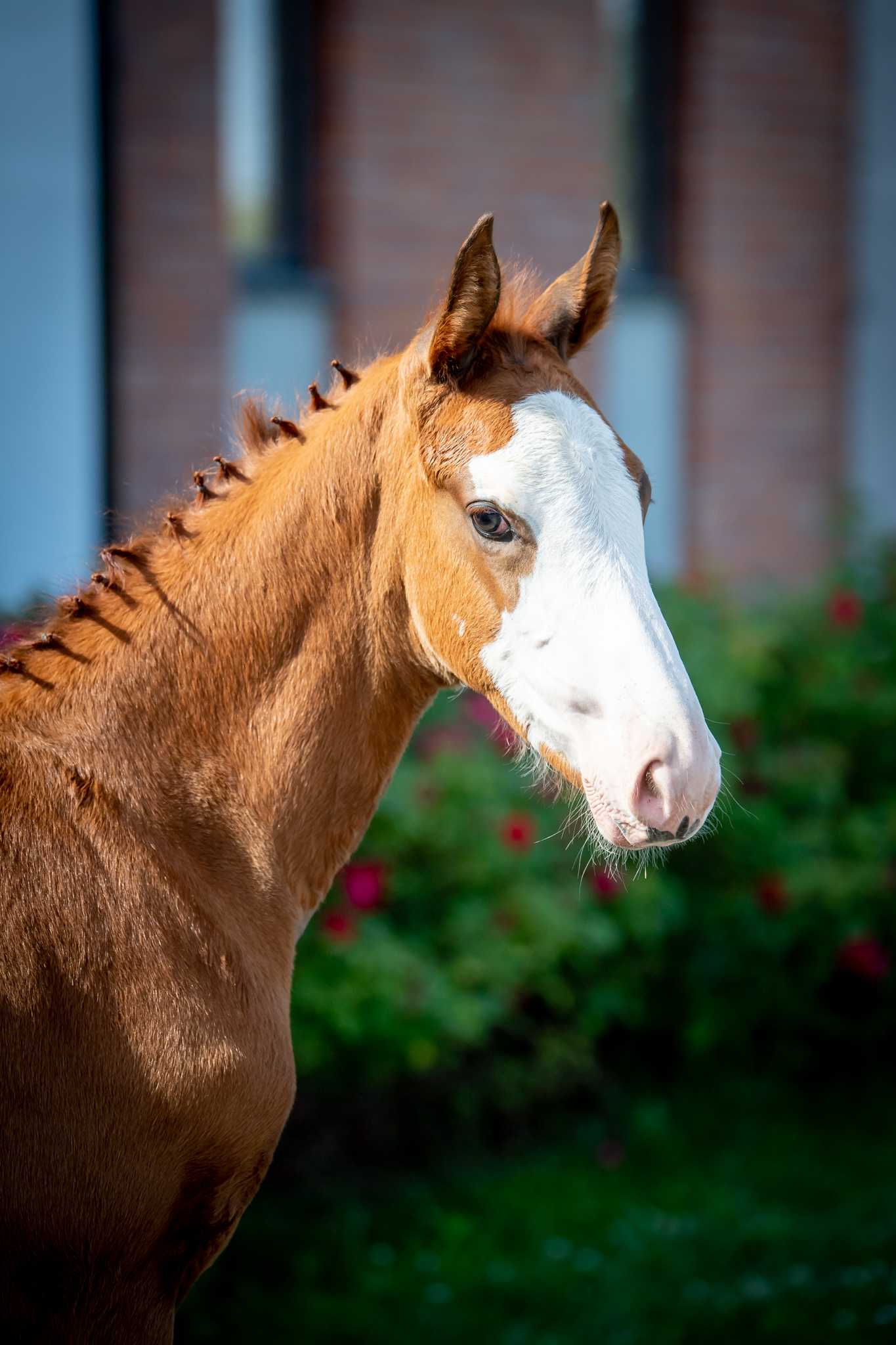 ORO (Ogano x Ibisco xx) — Oldenburg · Stallion · 3y