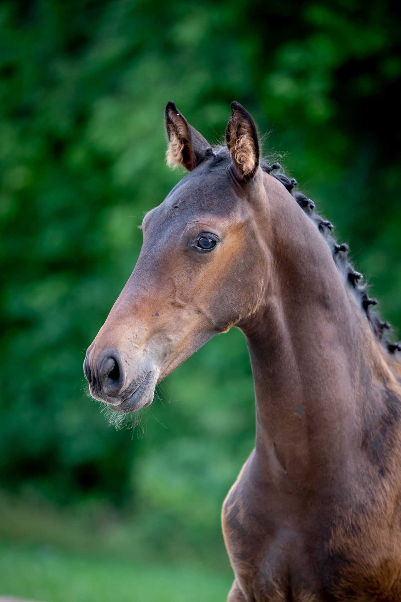 TALISSMAN M (Baltic VDL x Cohinoor VDL) — Kwpn · Stallion · 3y