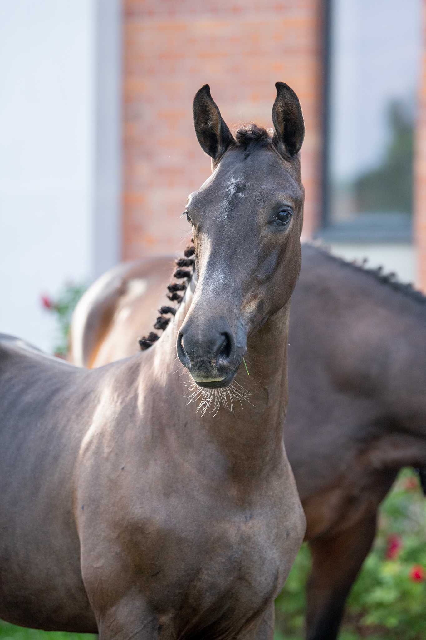 STAKKATO WHITE K (Hickstead White x Stakkato) — SP · Stallion · 3y