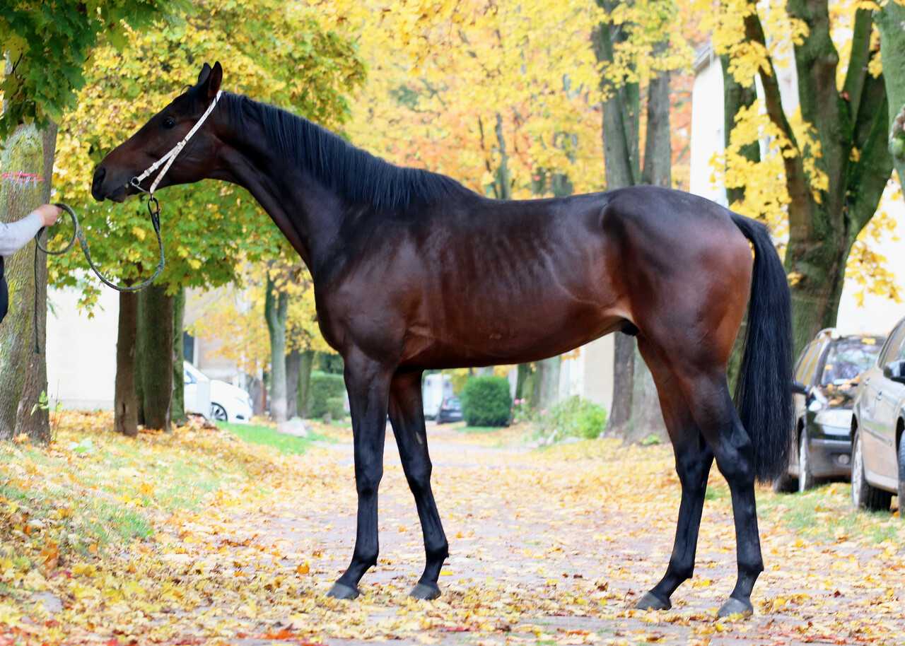 WILLIS — XX · Stallion · 5y