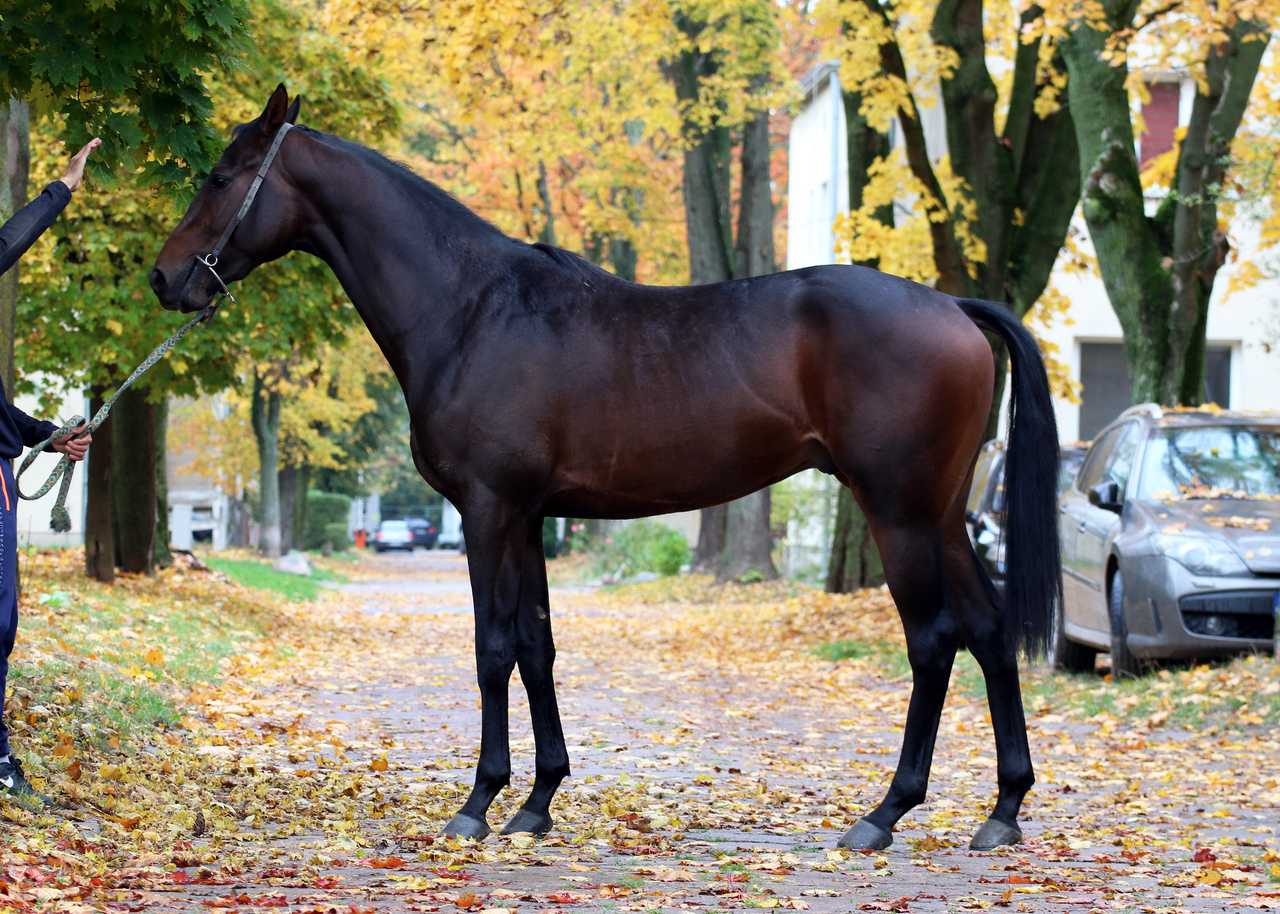 NAVAHO — XX · Stallion · 5y
