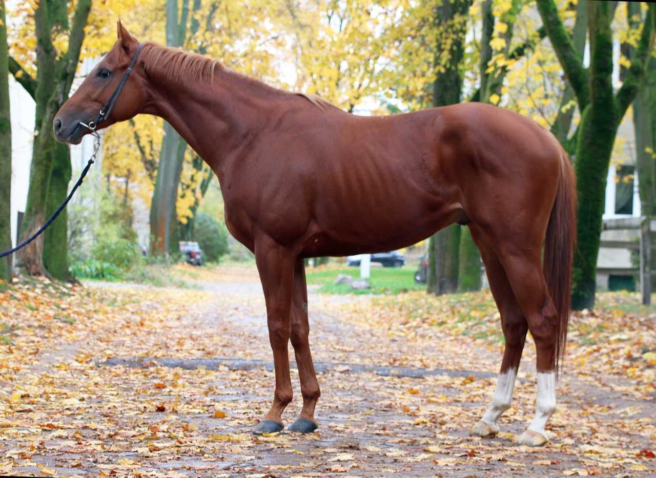 KRÓL SŁOŃCE — XX · Stallion · 6y