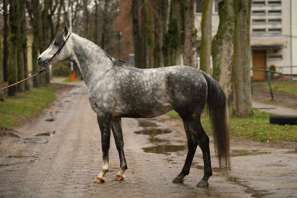CELEBRYK — OO · Stallion · 9y