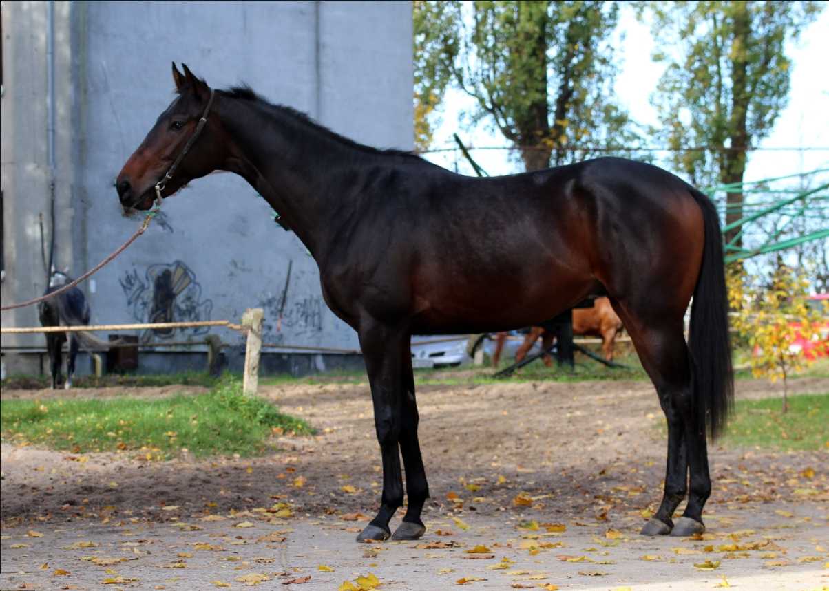 TARNÓW — XX · Stallion · 5y