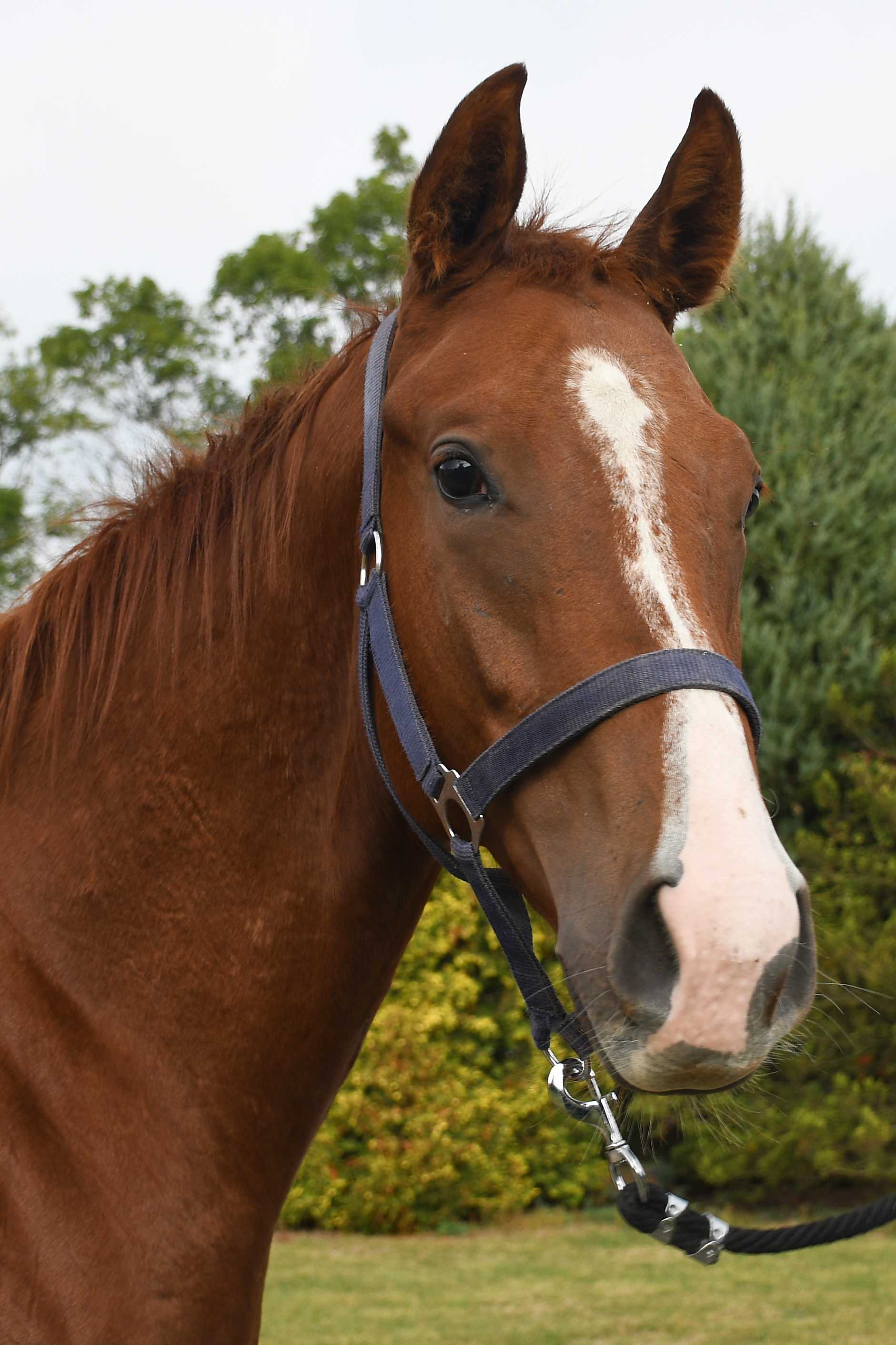BACHUR — XX · Stallion · 4y