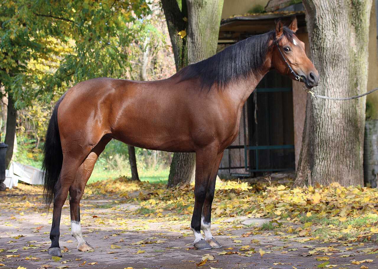 WILANDA FATA — OO · Mare · 7y