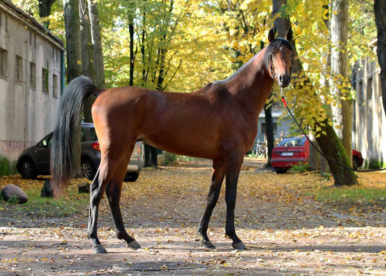 ETAR JR — OO · Stallion · 6y