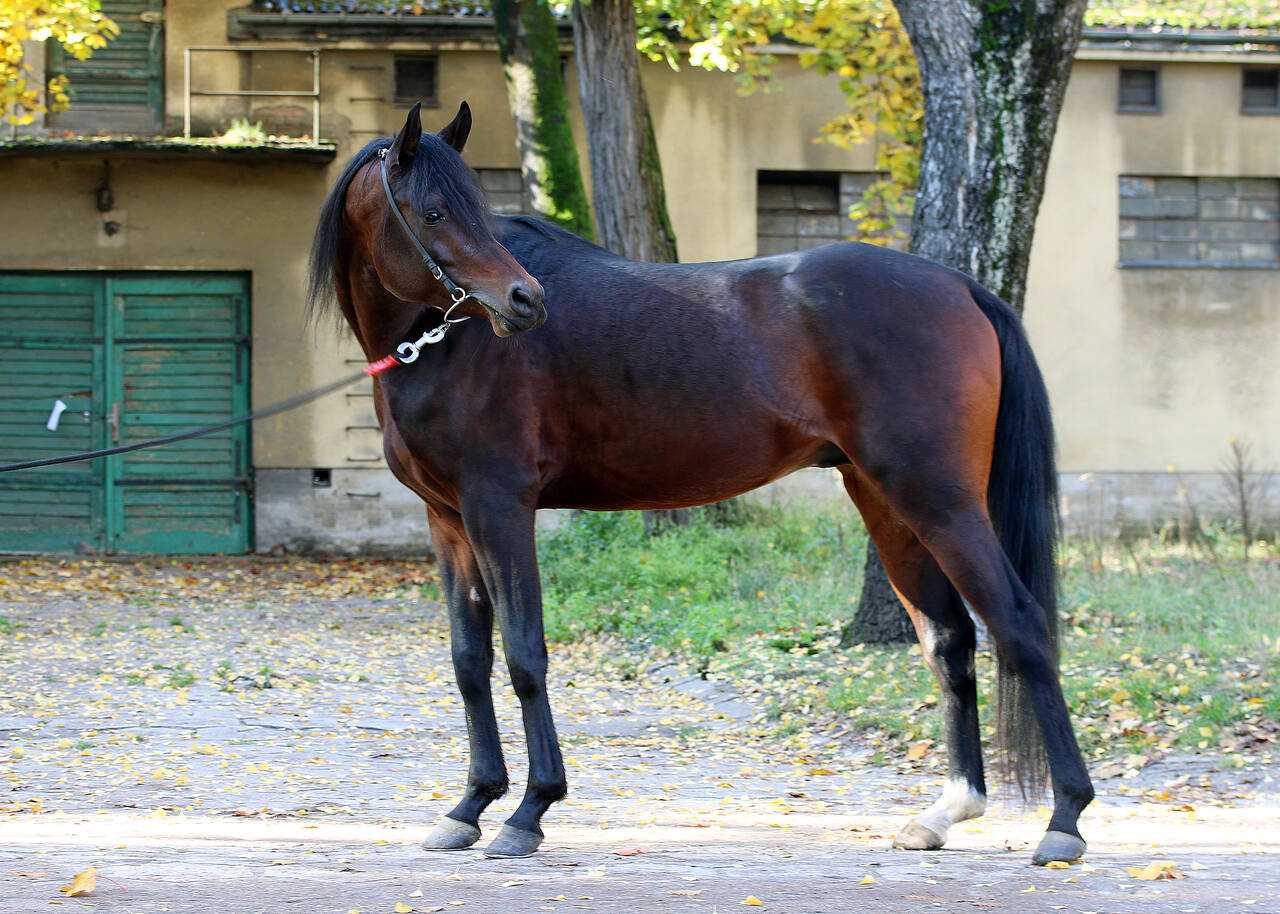 ALBIN JR — OO · Stallion · 6y