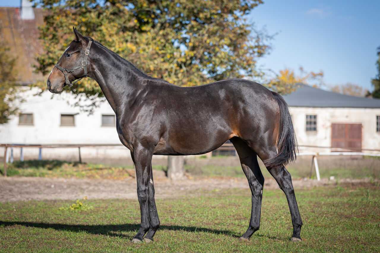 GRAND PRIX — XX · Stallion · 4y