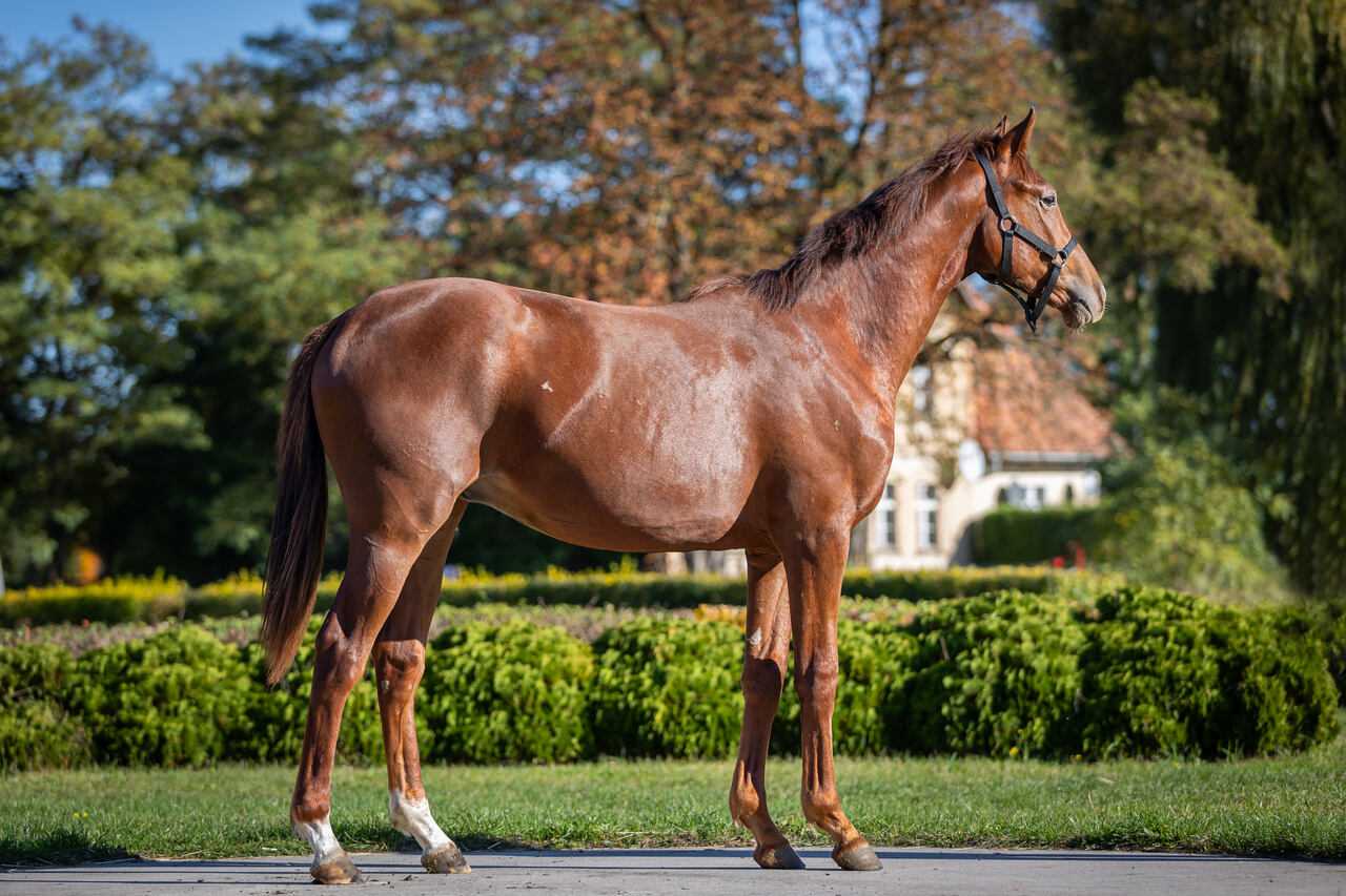 IKTUS — XX · Stallion · 4y