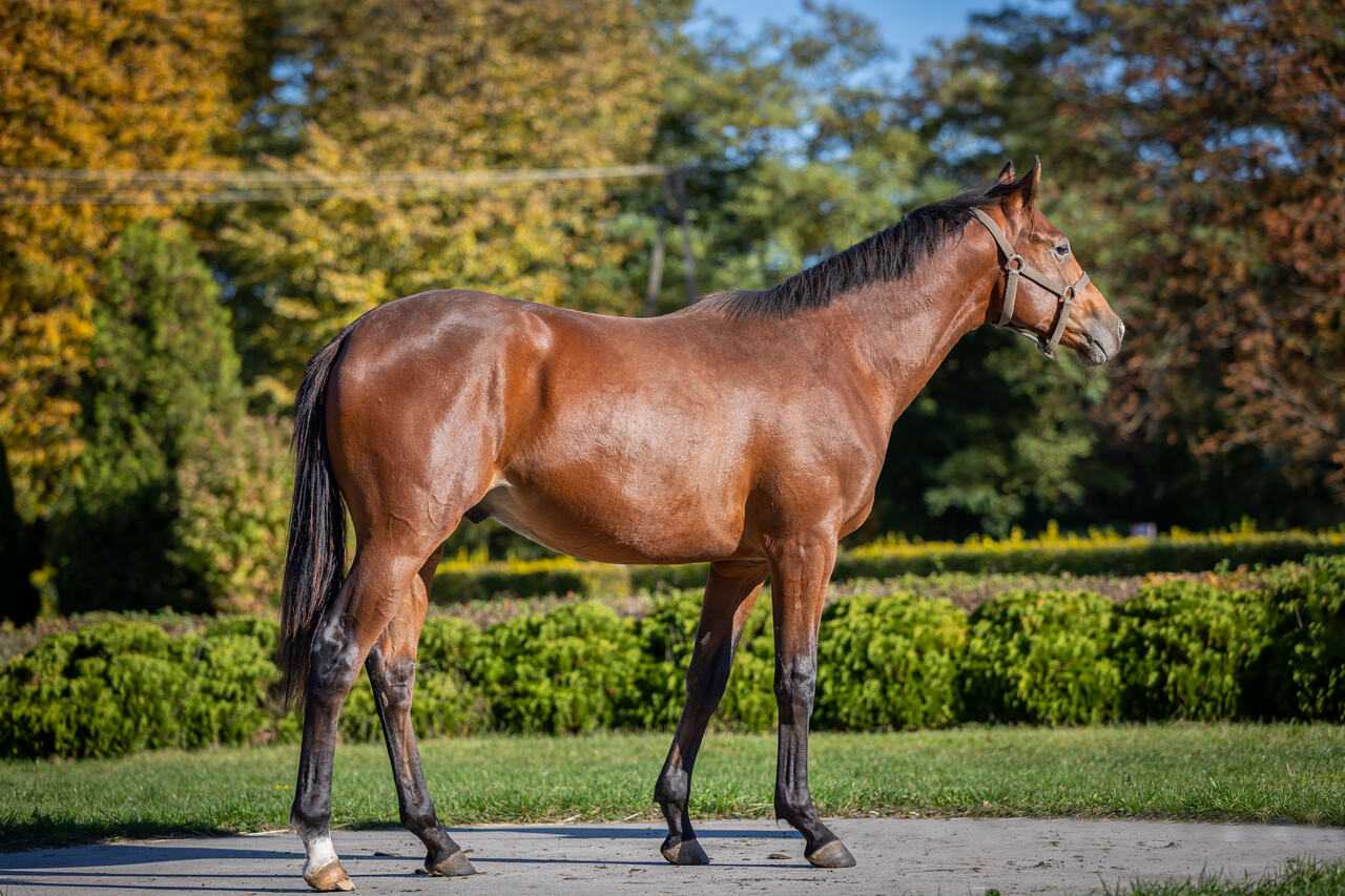 SEN NOCY LETNIEJ — XX · Stallion · 4y