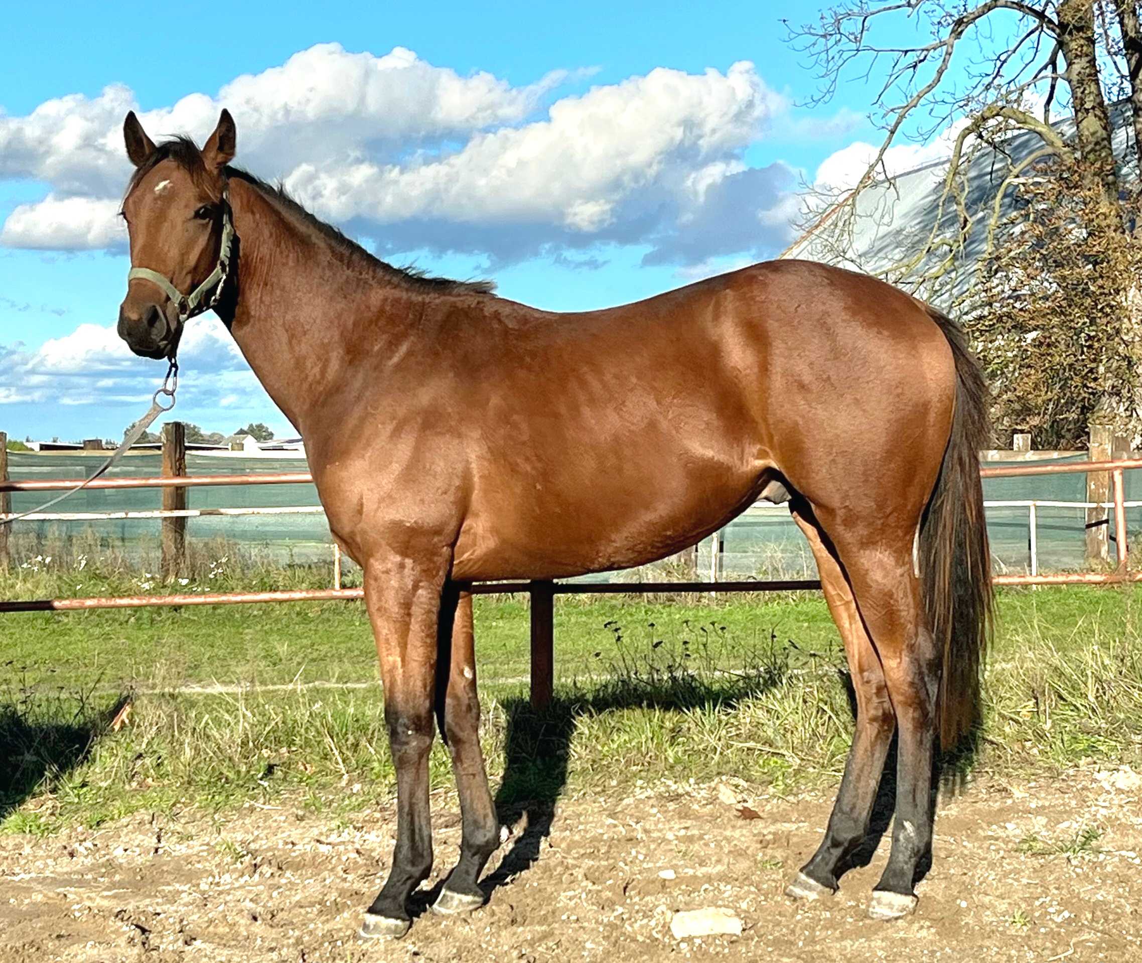 MAJOR FORCE — XX · Stallion · 4y