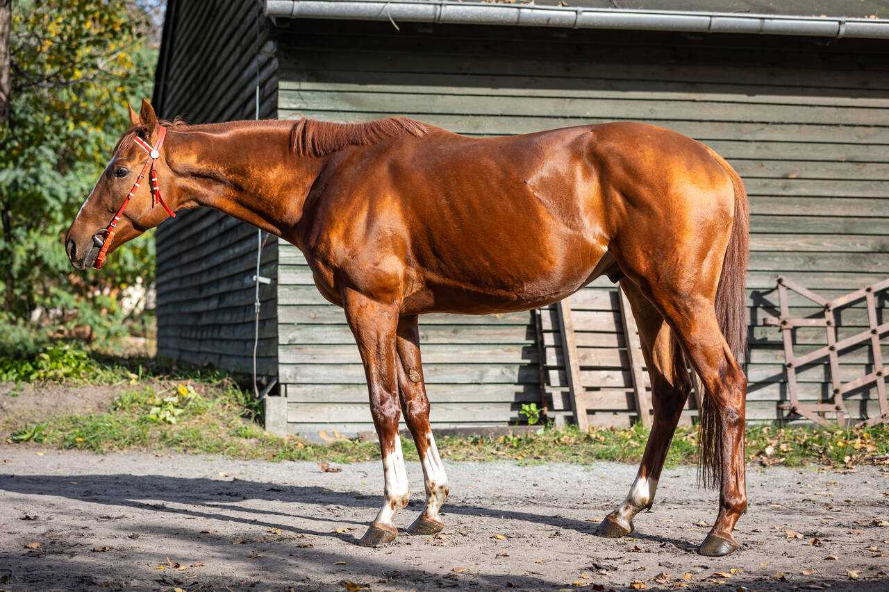 NIRO — XX · Stallion · 6y