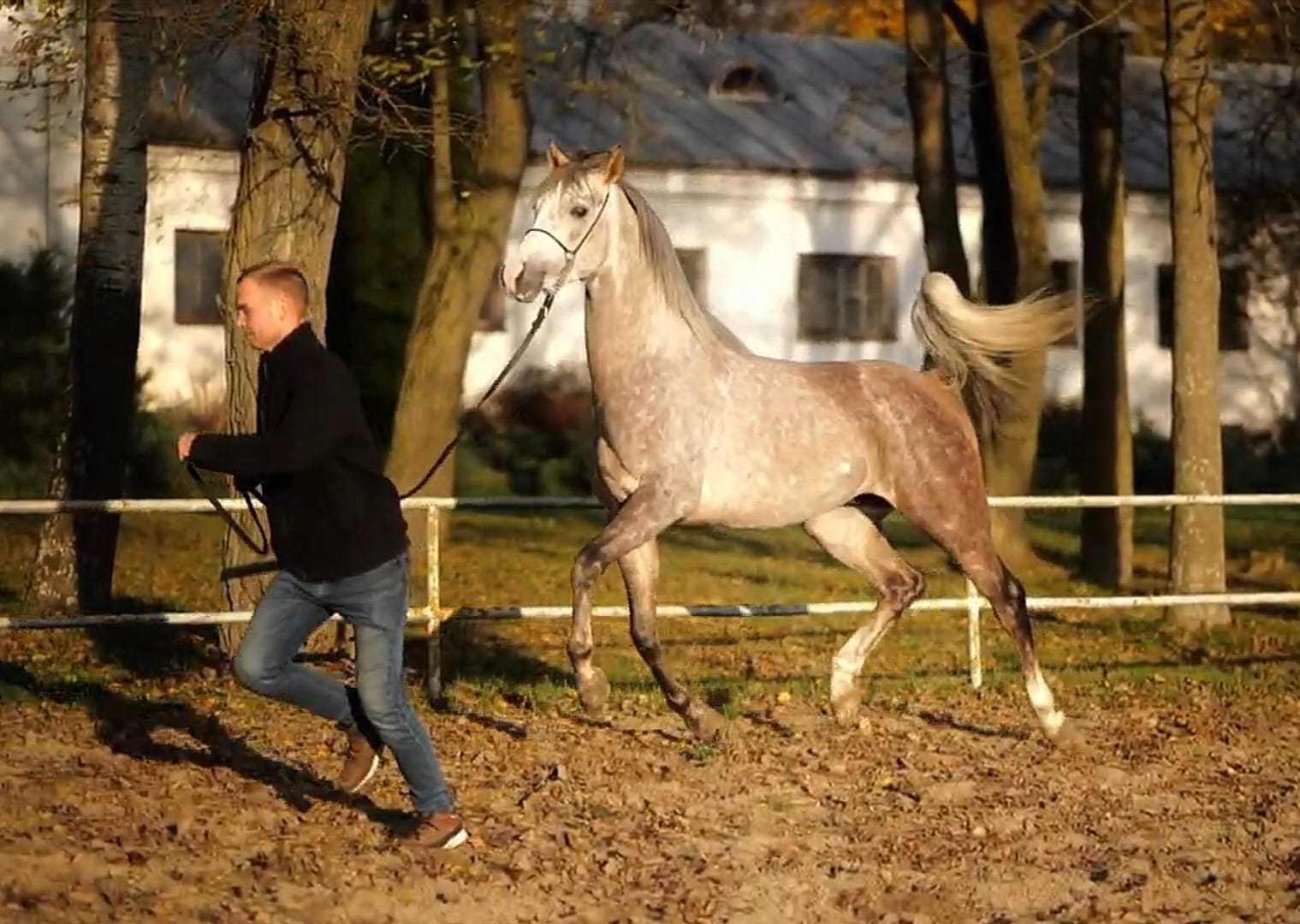 WIGGO — OO · Stallion · 6y
