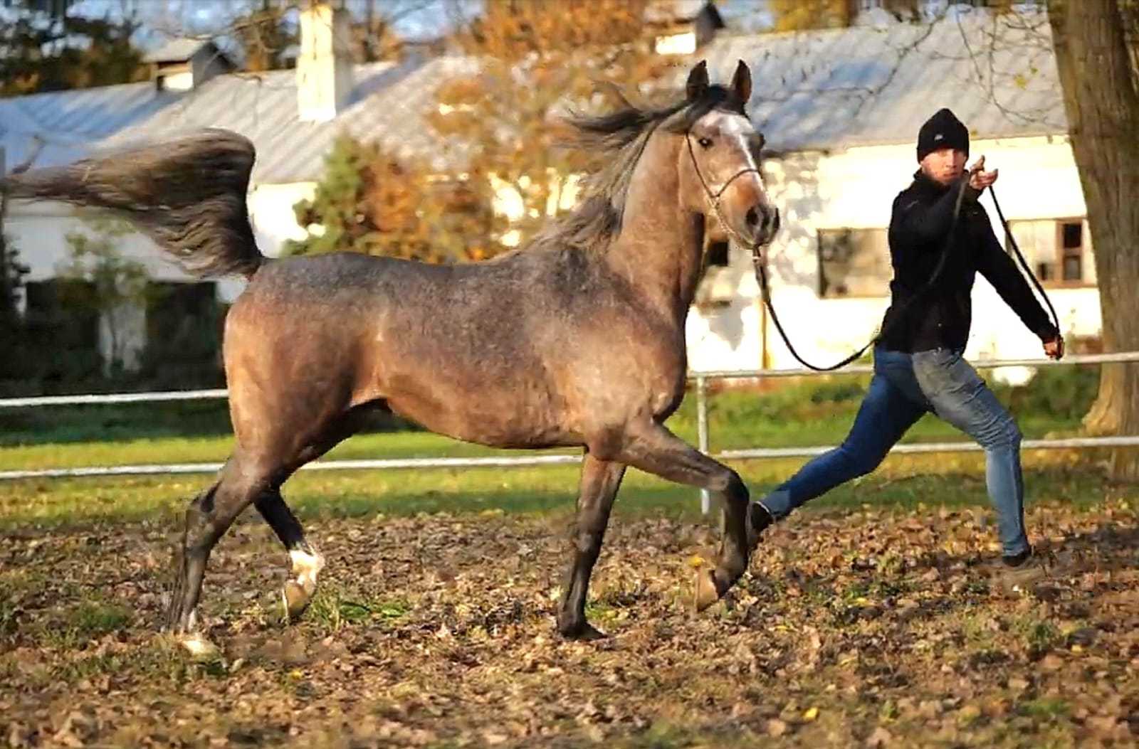 BERLINO — OO · Stallion · 6y