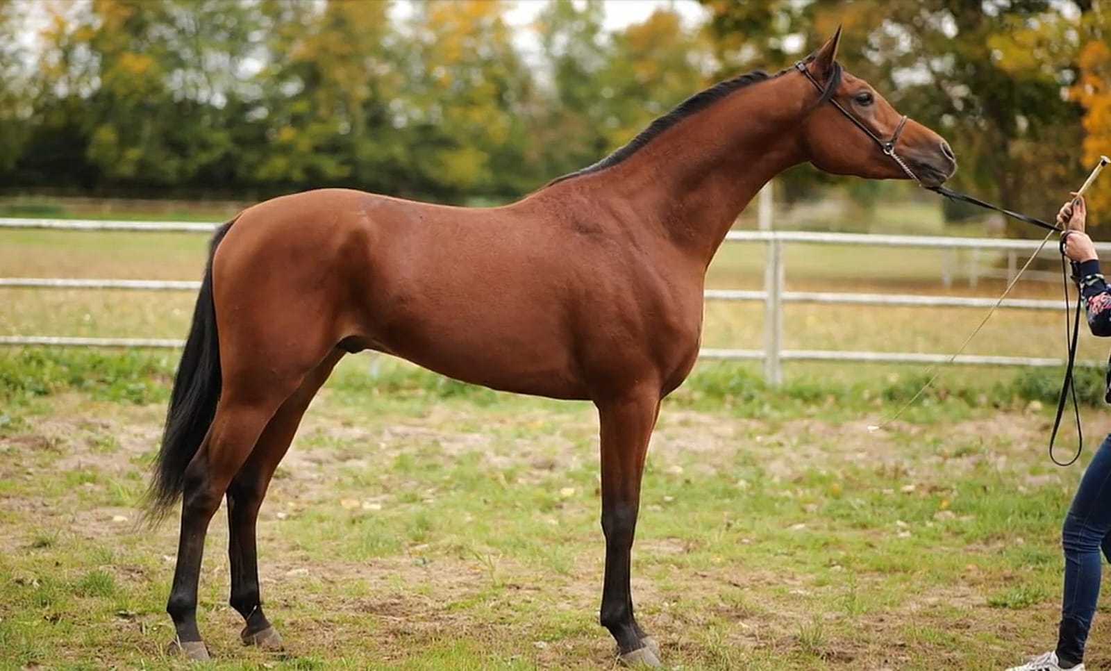 ALEX — OO · Stallion · 6y