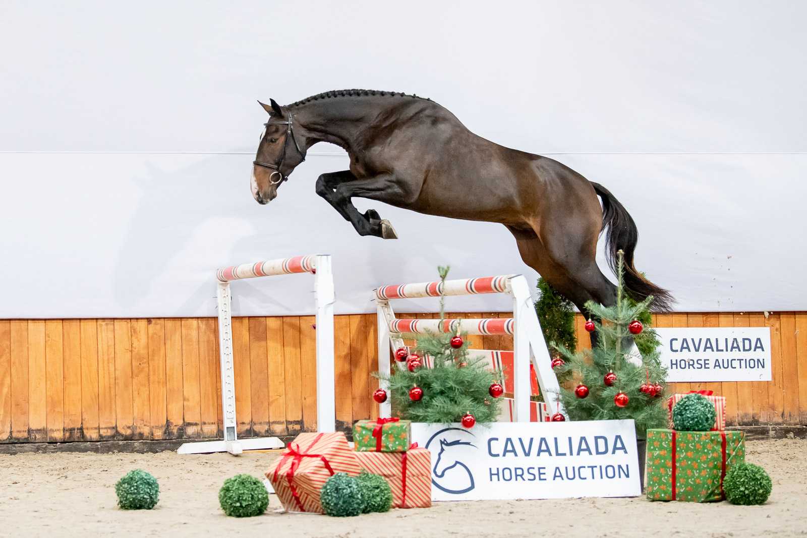 IGNUM (MAGNUM VAN DEN BISSCHOP x CHACCO-FLY) — SP · Gelding · 6y
